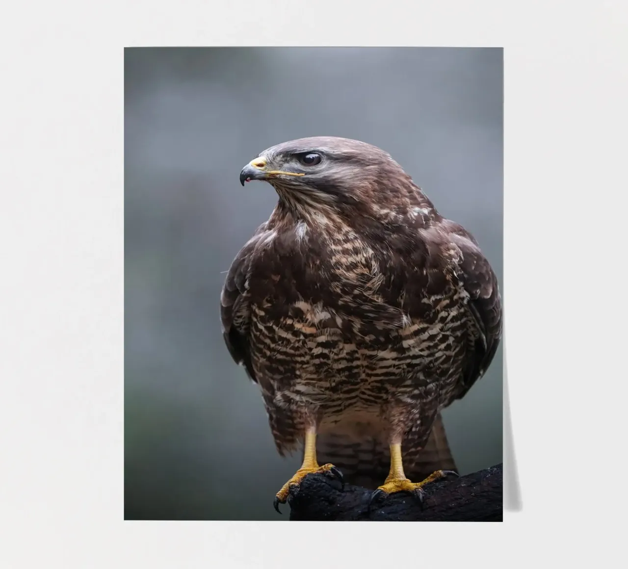 Buzzard sticker sheet by Tom's Wildlife