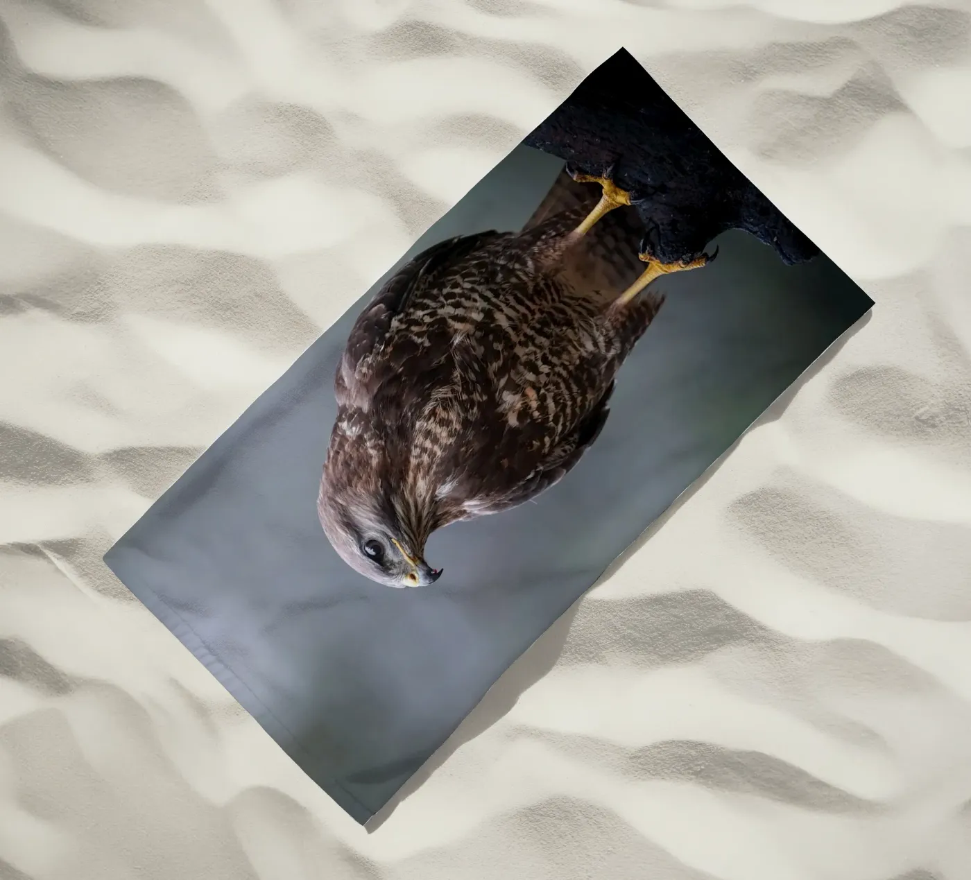 Poiana telo mare da Tom's Wildlife