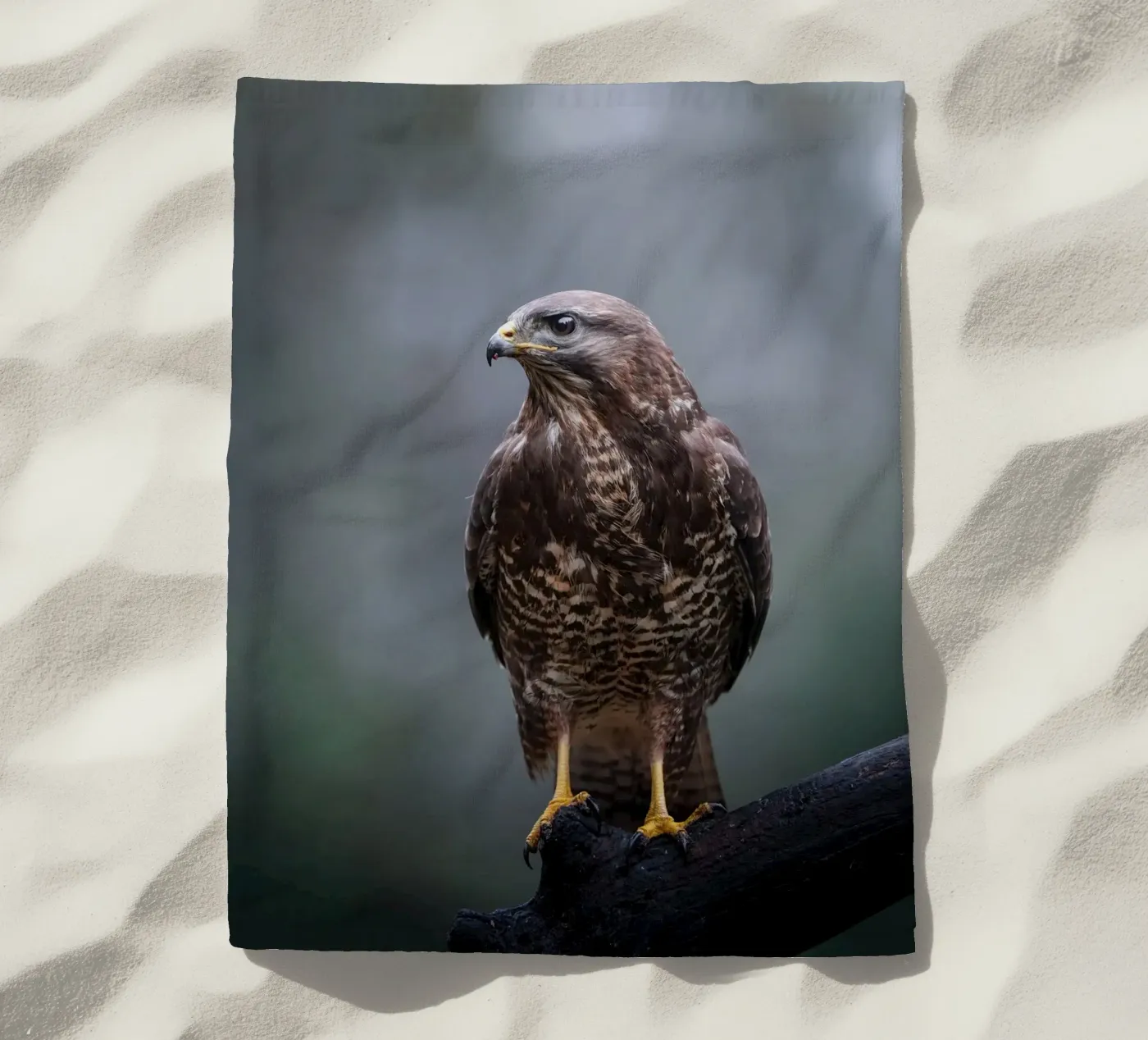 Buizerd strandhanddoek van Tom's Wildlife