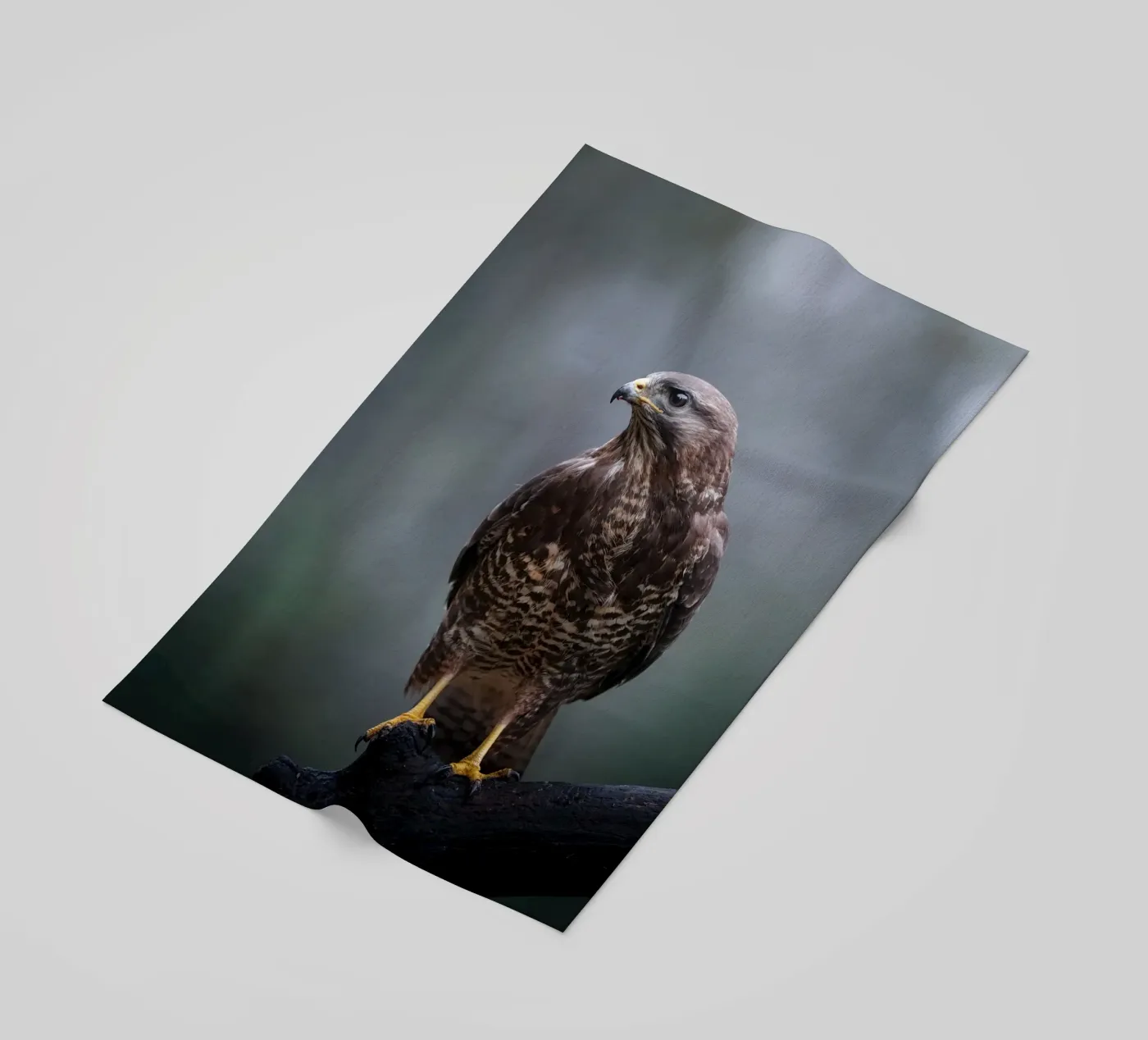 Buizerd strandhanddoek van Tom's Wildlife