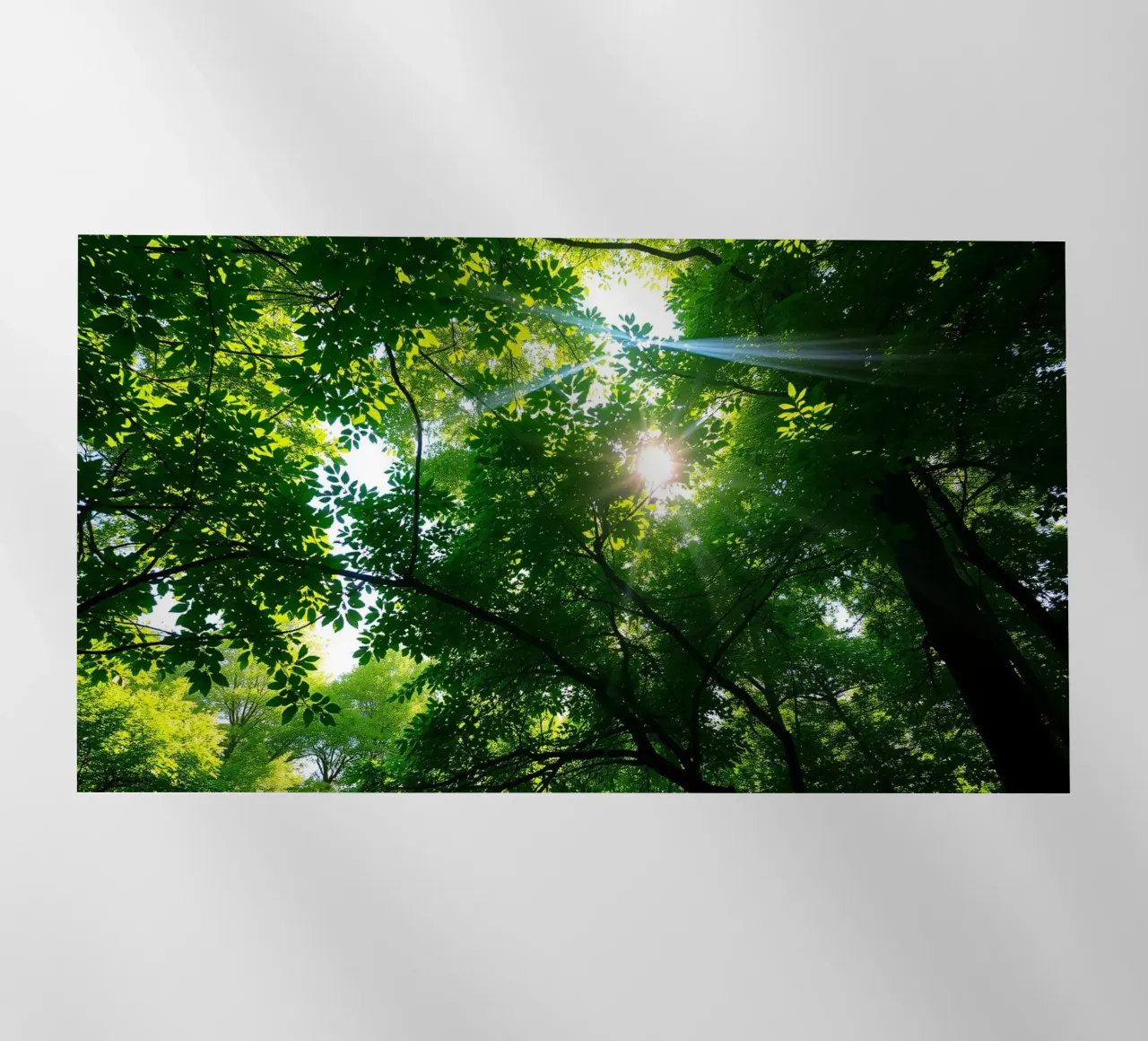Sunlight filtering through dense green trees in calm backlit film by DesignDoodle