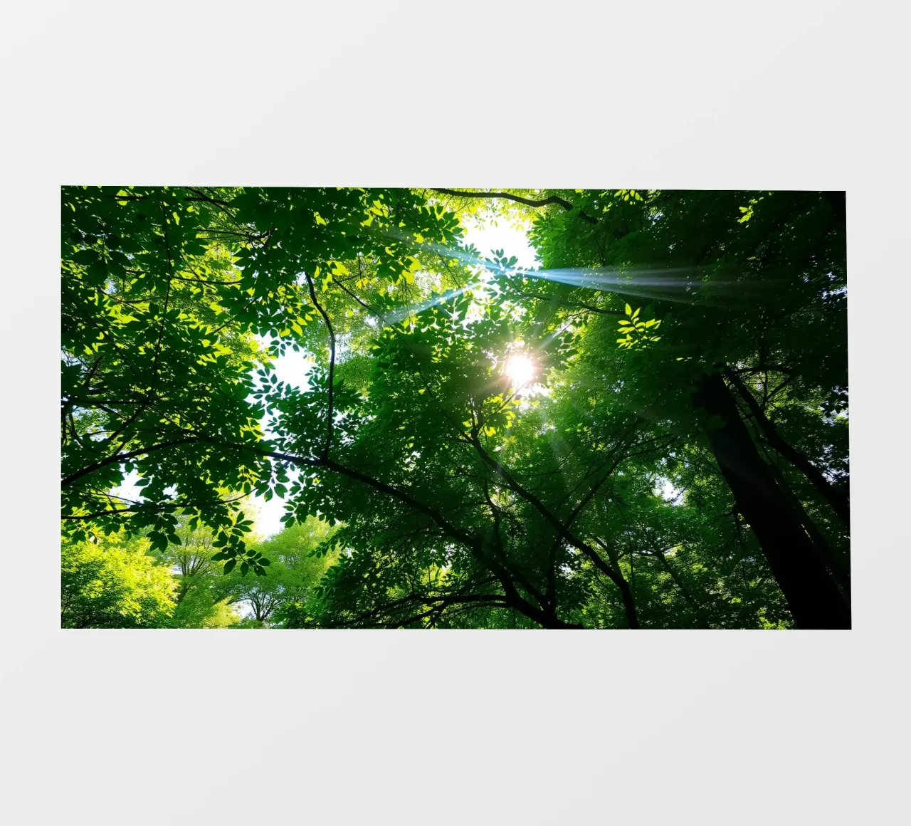 Sunlight filtering through dense green trees in calm backlit film by DesignDoodle