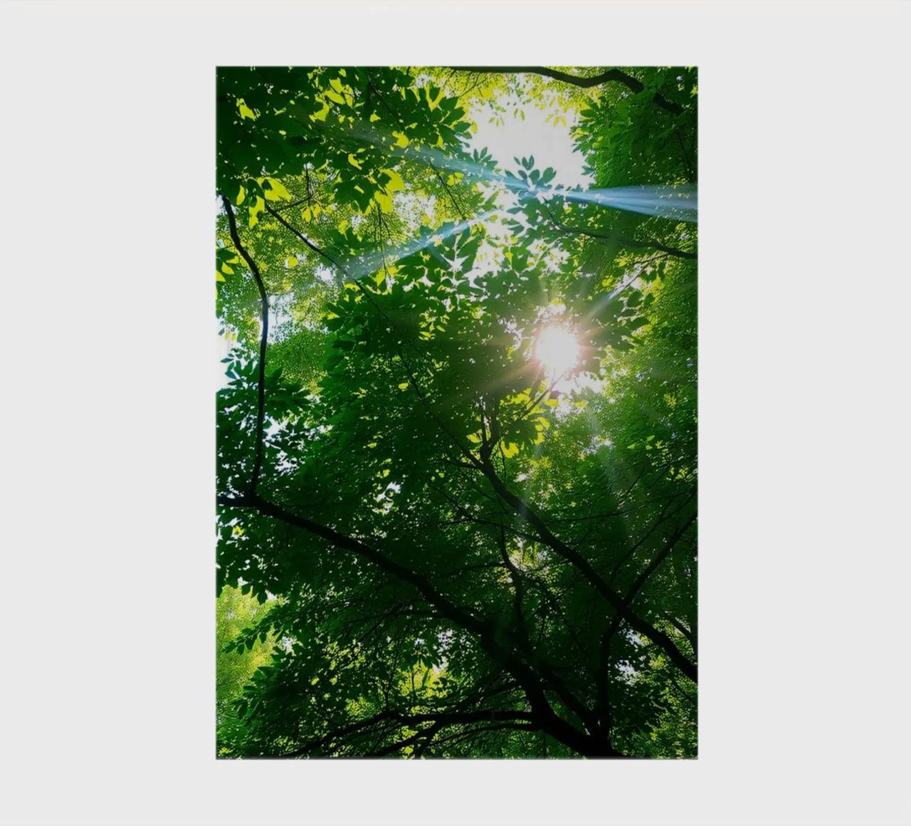 Sunlight filtering through dense green trees in calm notebook by DesignDoodle