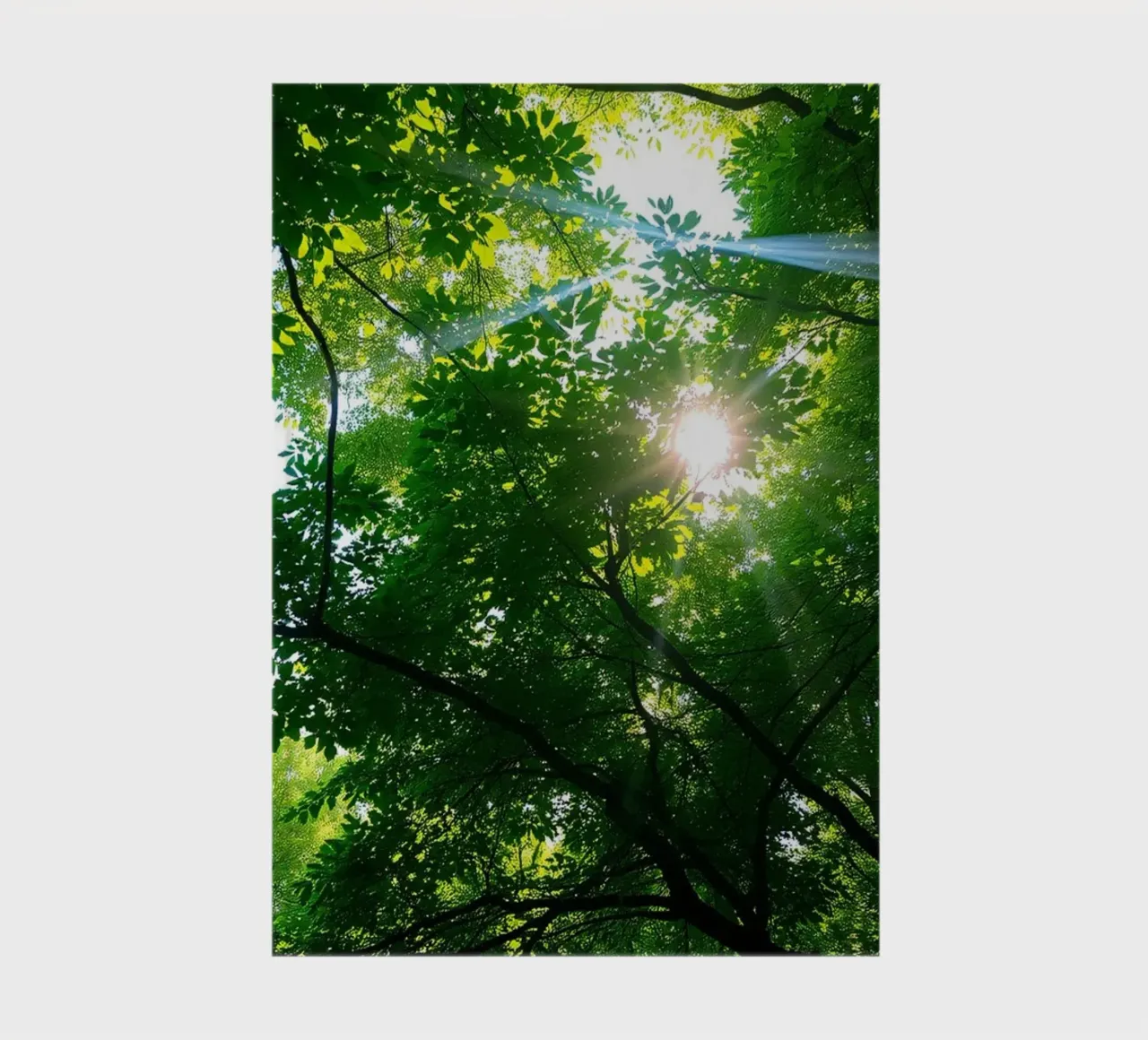 Lumière du soleil filtrant à travers des arbres denses et verts dans le calme carnet de notes de DesignDoodle