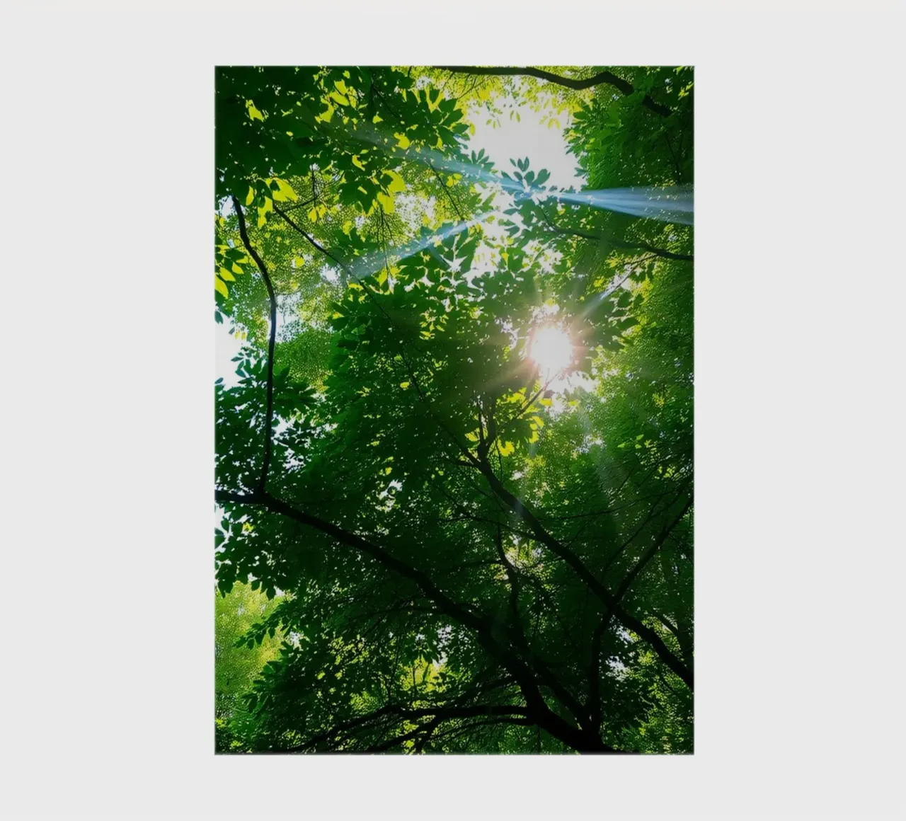 Lumière du soleil filtrant à travers des arbres denses et verts dans le calme carnet de notes de DesignDoodle