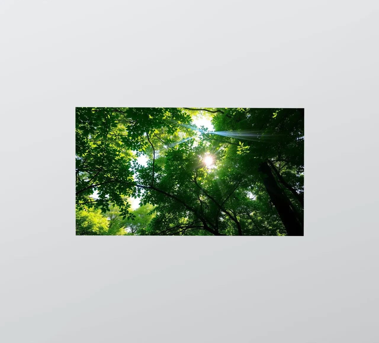 La luce del sole che filtra attraverso i fitti alberi verdi nella calma adesivo da DesignDoodle