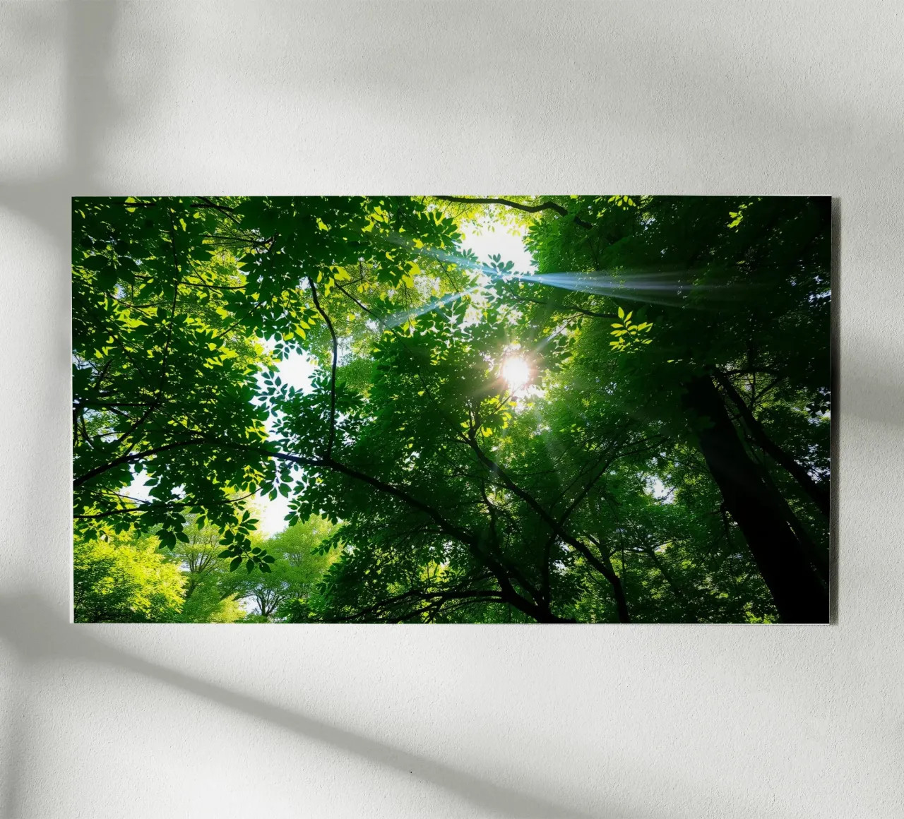 Lumière du soleil filtrant à travers des arbres denses et verts dans le calme alu dibond de DesignDoodle