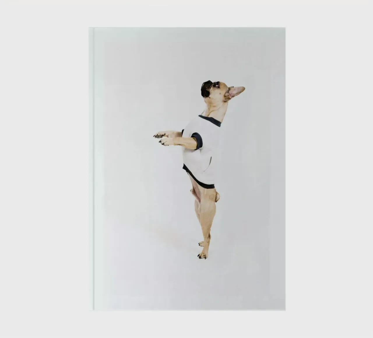 The Tailwaggers 4-2 carnet de notes de Paul Aidan Perry