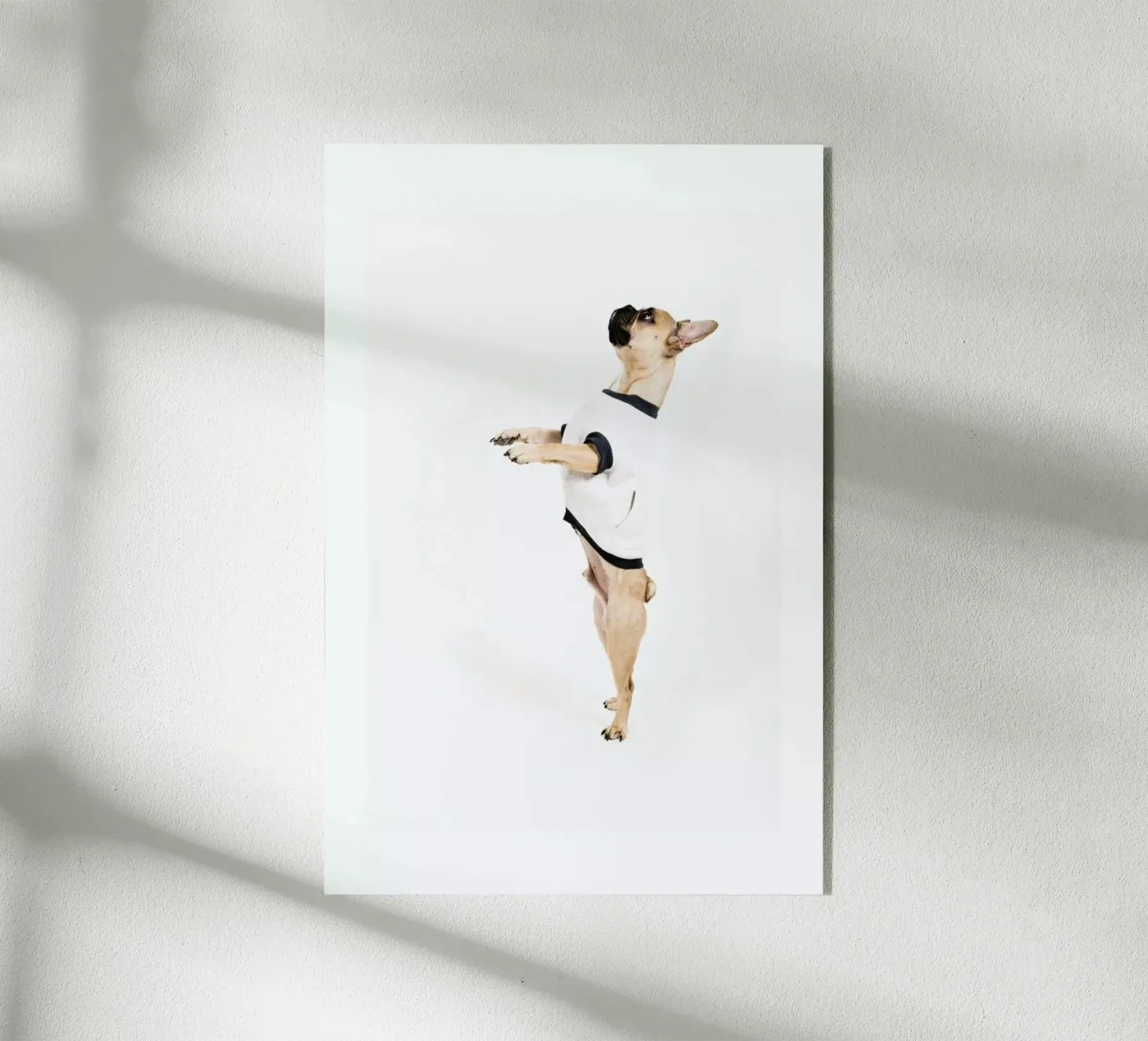 The Tailwaggers 4-2 plexiglass da Paul Aidan Perry