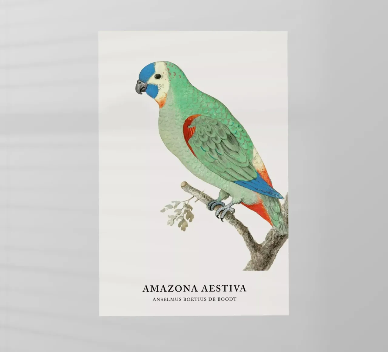 Anselmus Boëtius de Boodt - Blue-fronted Amazon pellicola backlit da Vintage by JUNIQE