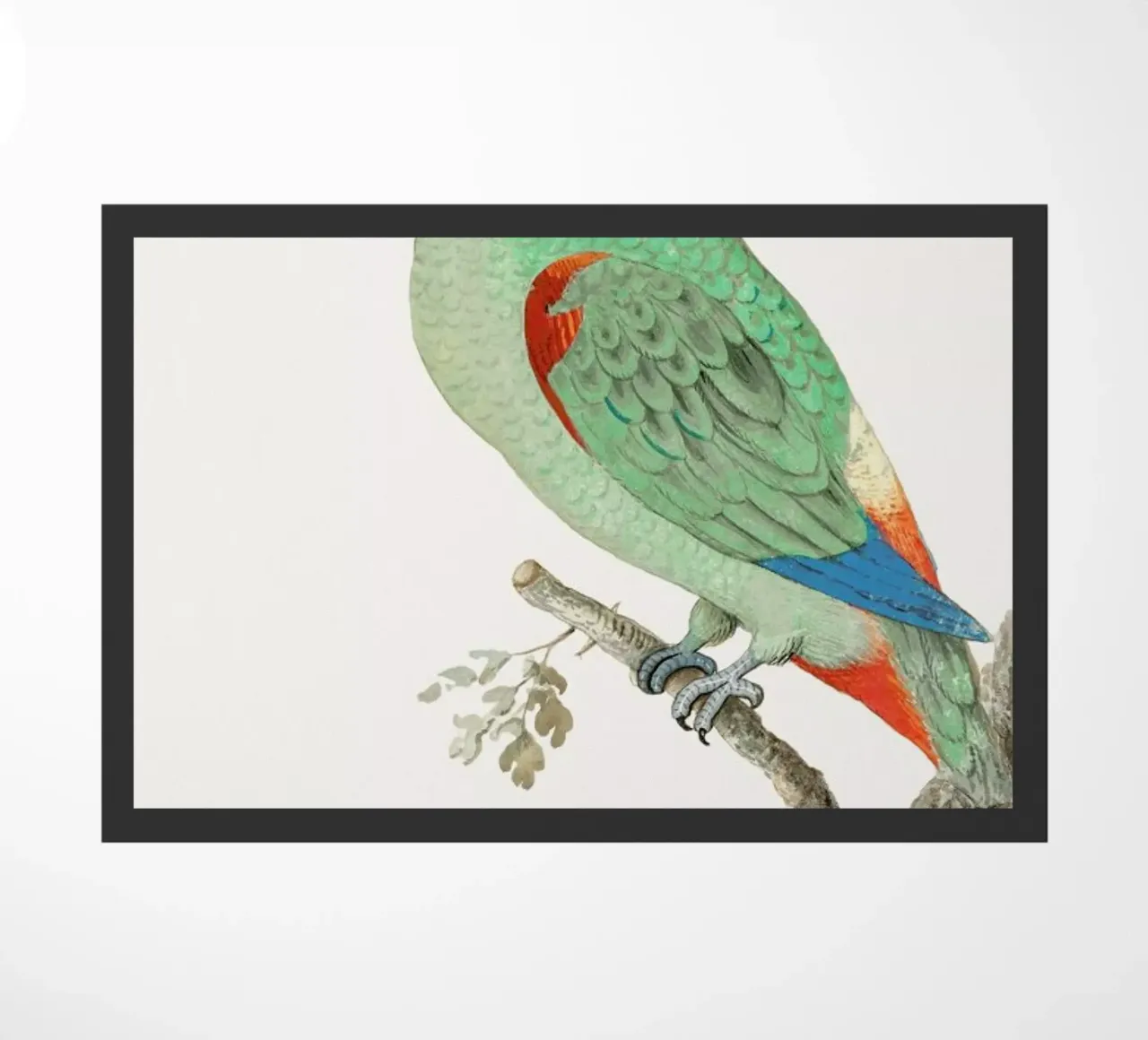 Anselmus Boëtius de Boodt - Blue-fronted Amazon zerbino da Vintage by JUNIQE