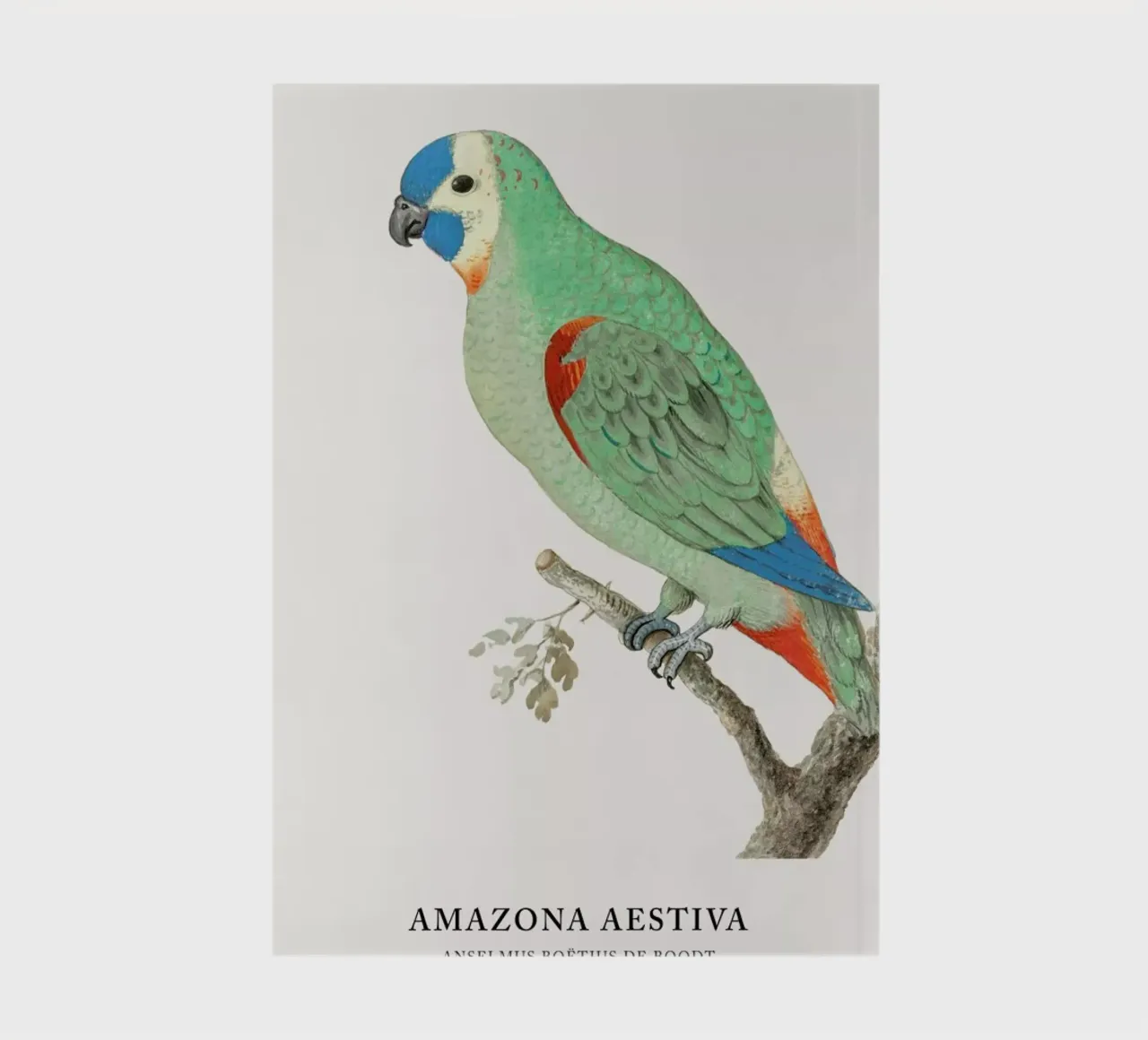 Anselmus Boëtius de Boodt - Blue-fronted Amazon notebook by Vintage by JUNIQE