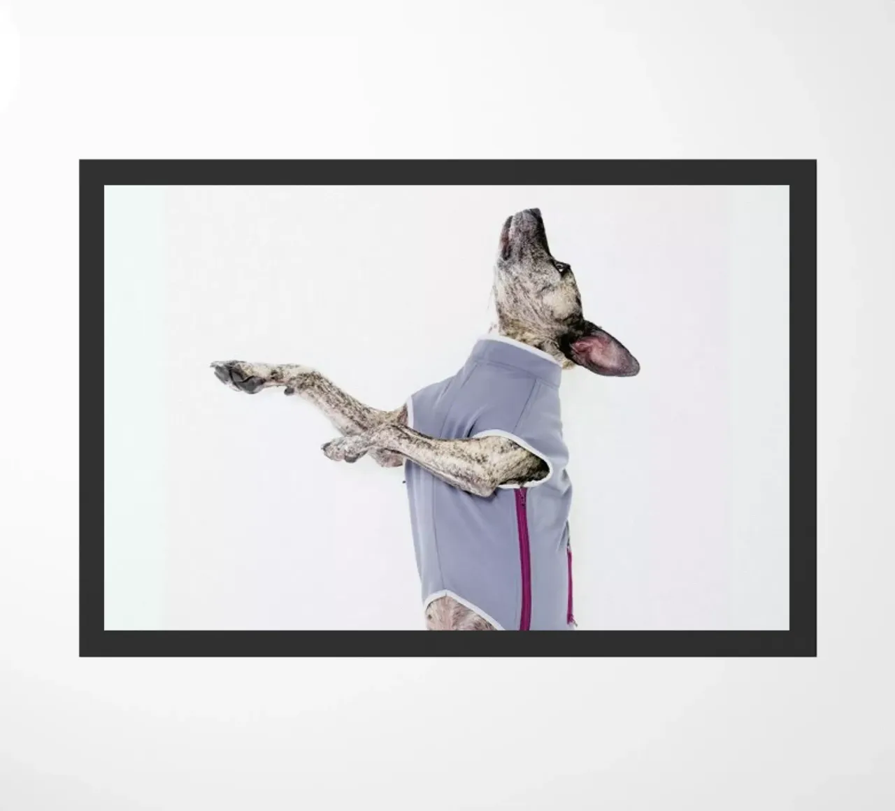 The Tailwaggers 7-2 zerbino da Paul Aidan Perry