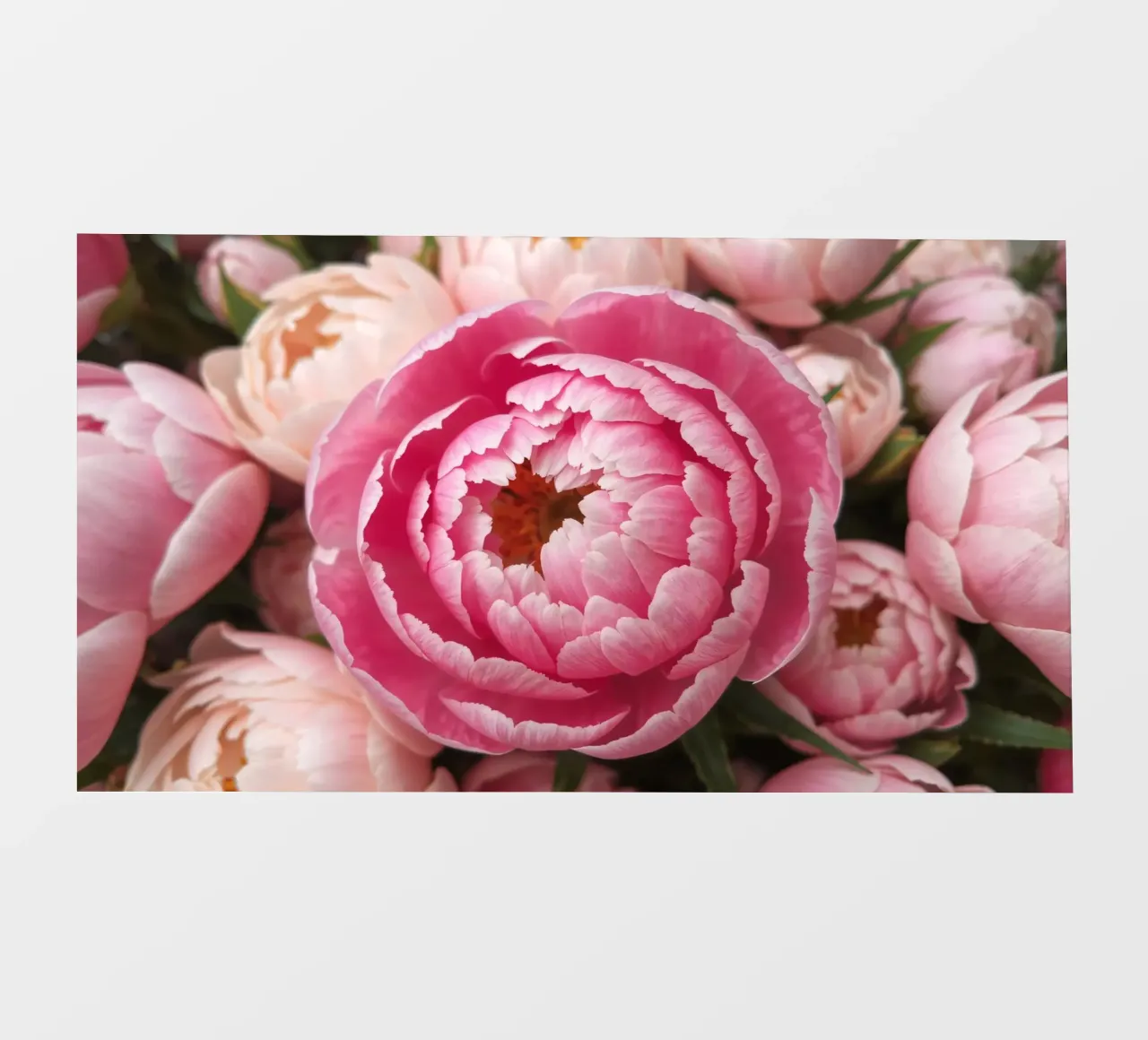 Splendide peonie rosa fioriscono in un giardino in primavera telo in pvc da DesignDoodle