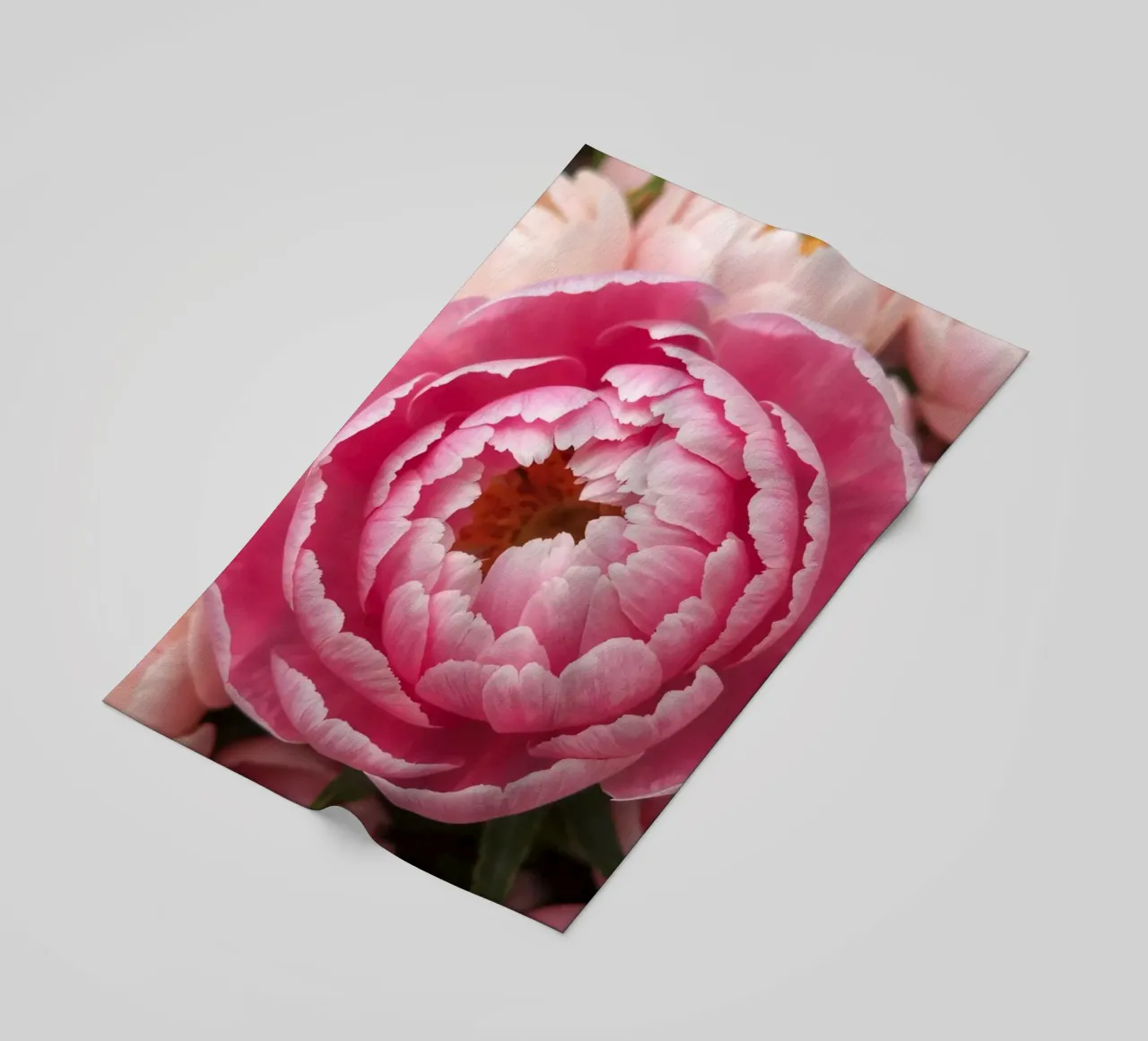 Splendide peonie rosa fioriscono in un giardino in primavera telo mare da DesignDoodle