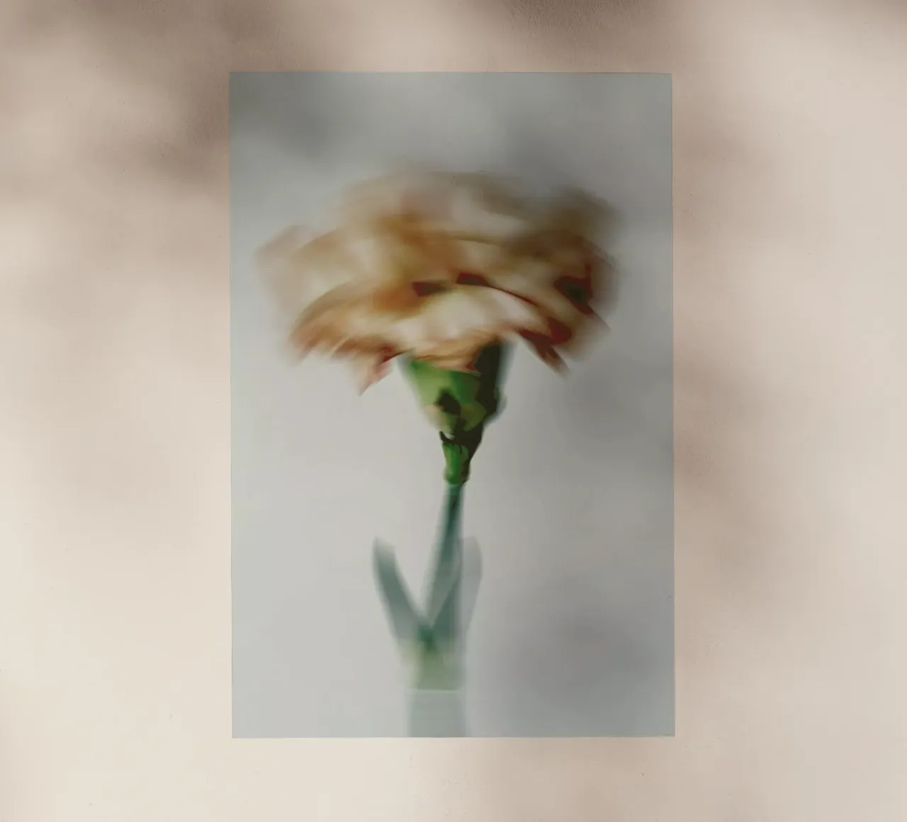 Peony Haze pellicola backlit da Studio One