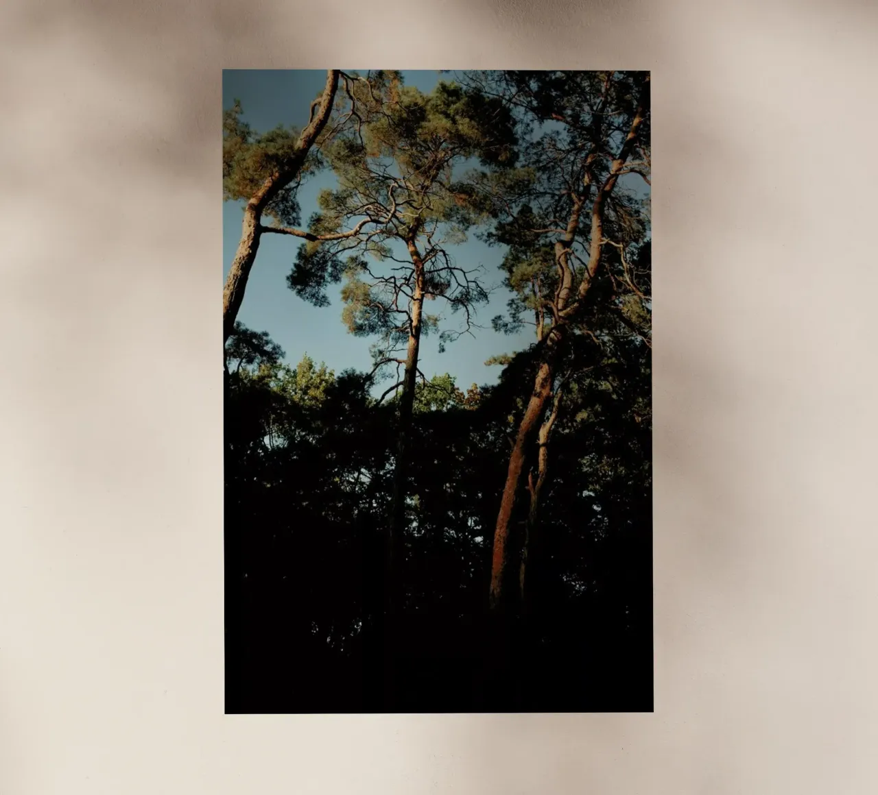 Trees At Sundown pellicola backlit da Sebastian Hilgetag