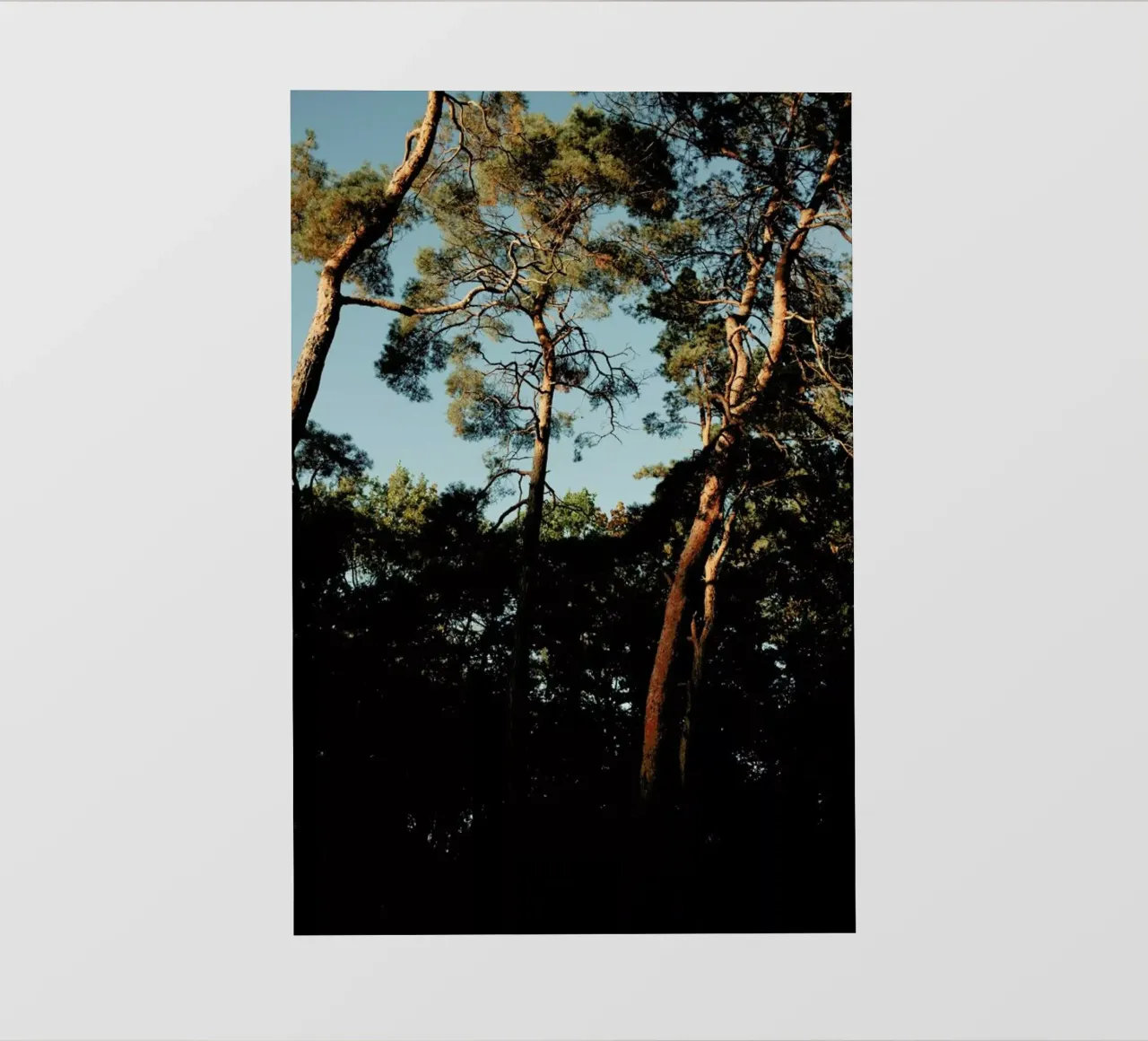 Trees At Sundown pellicola backlit da Sebastian Hilgetag