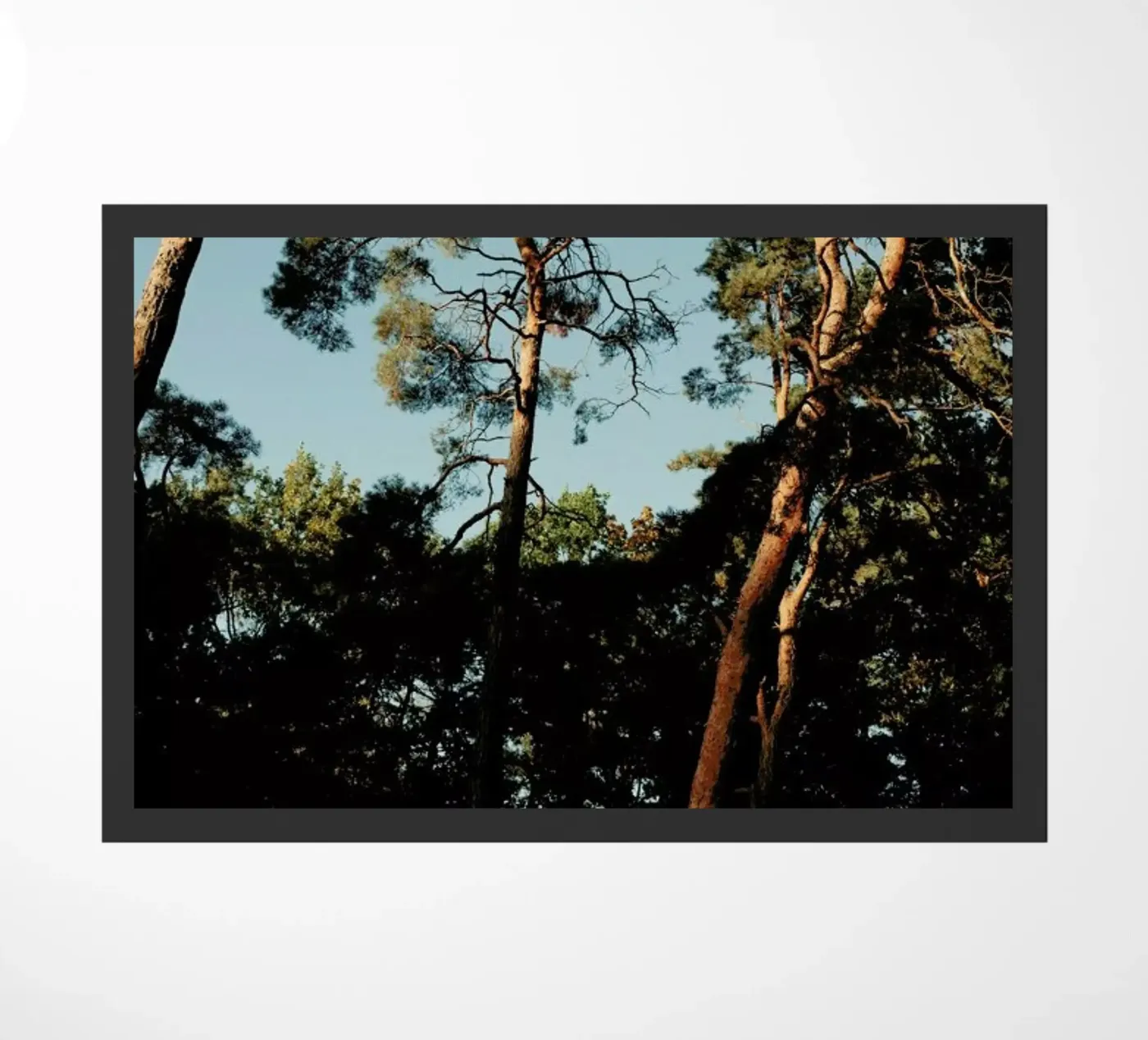 Trees At Sundown zerbino da Sebastian Hilgetag