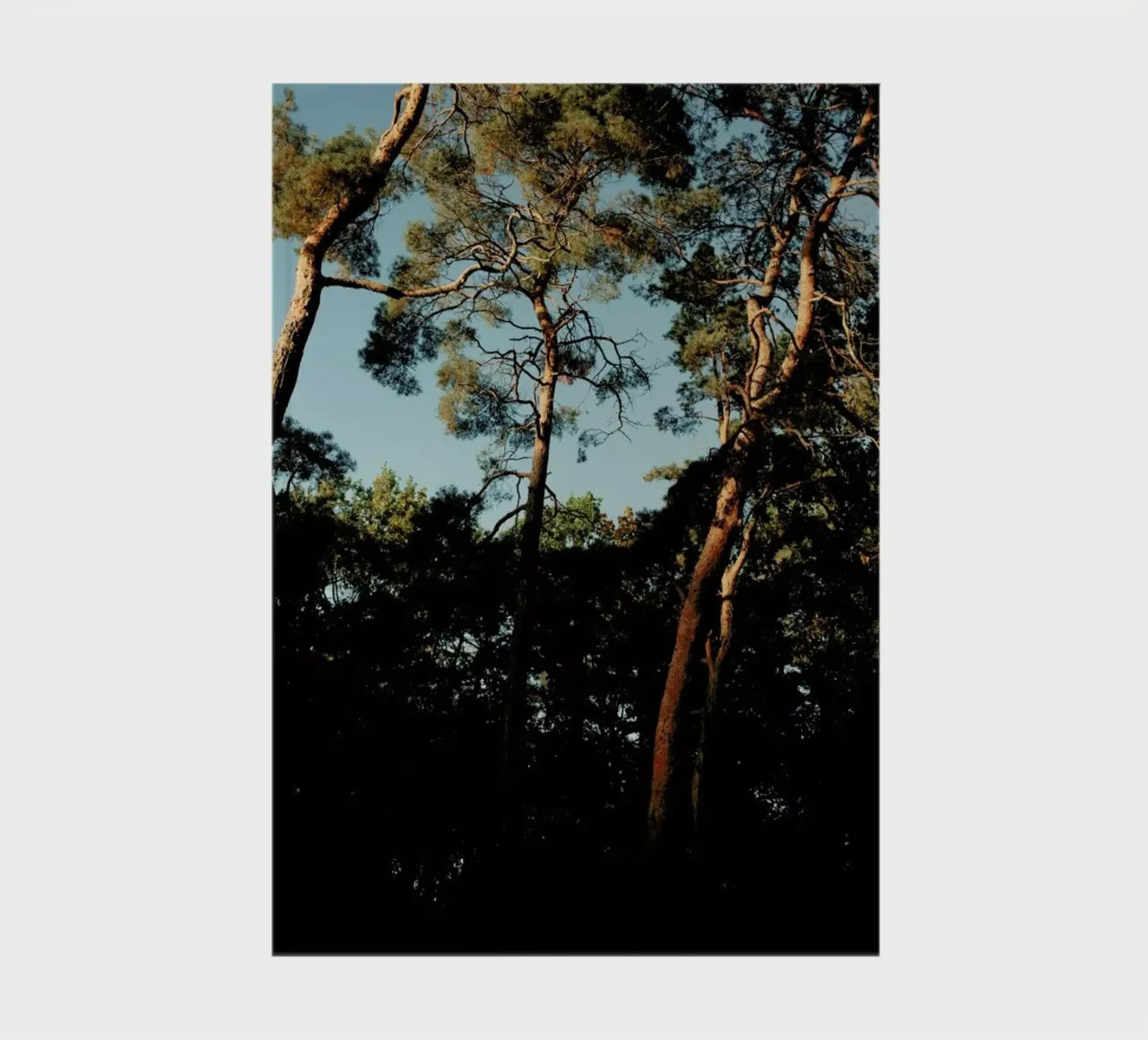 Trees At Sundown notebook by Sebastian Hilgetag