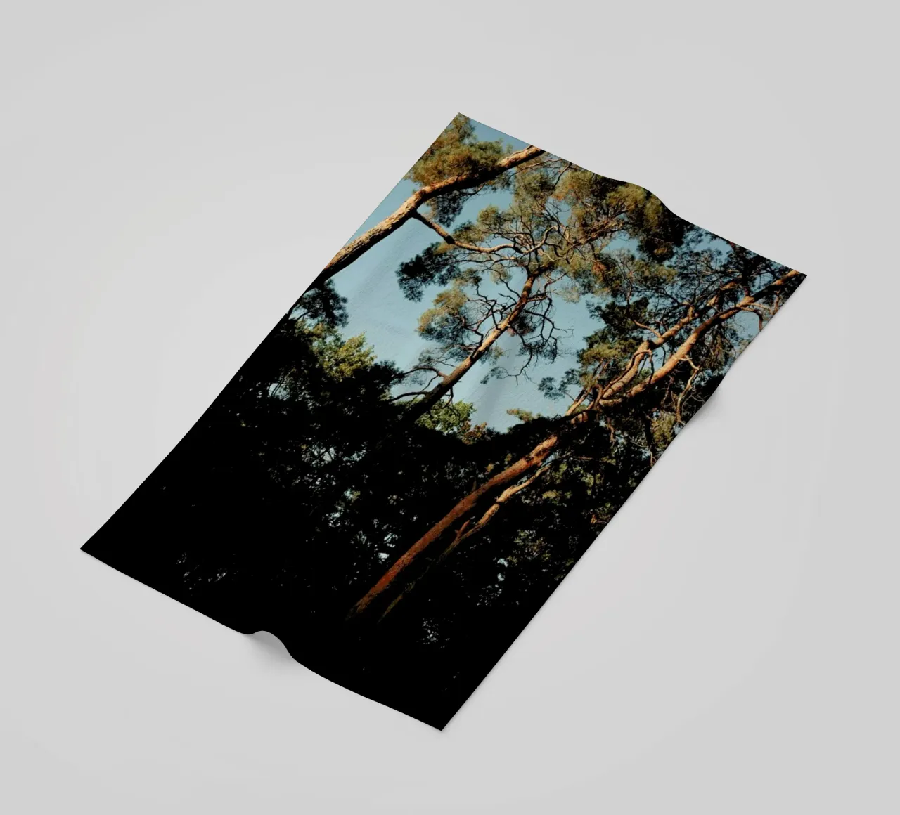 Trees At Sundown telo mare da Sebastian Hilgetag