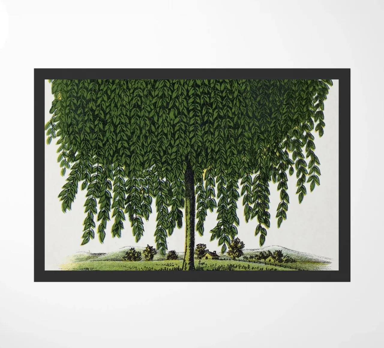 Kilmarnock Weeping Willow tree zerbino da vintageshop