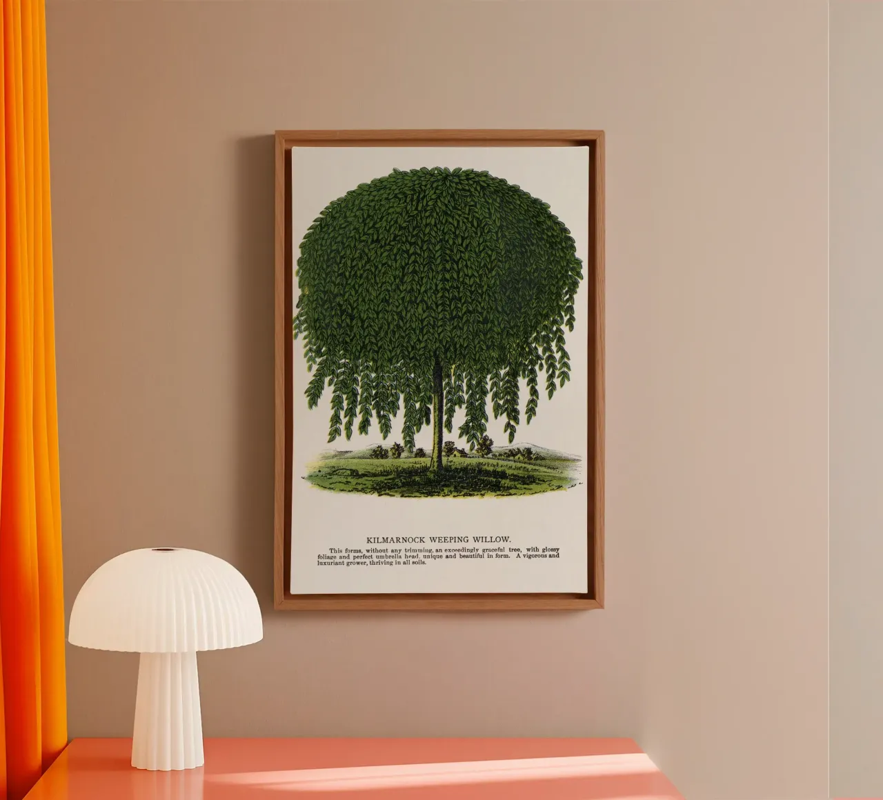 Kilmarnock Weeping Willow tree tela da vintageshop