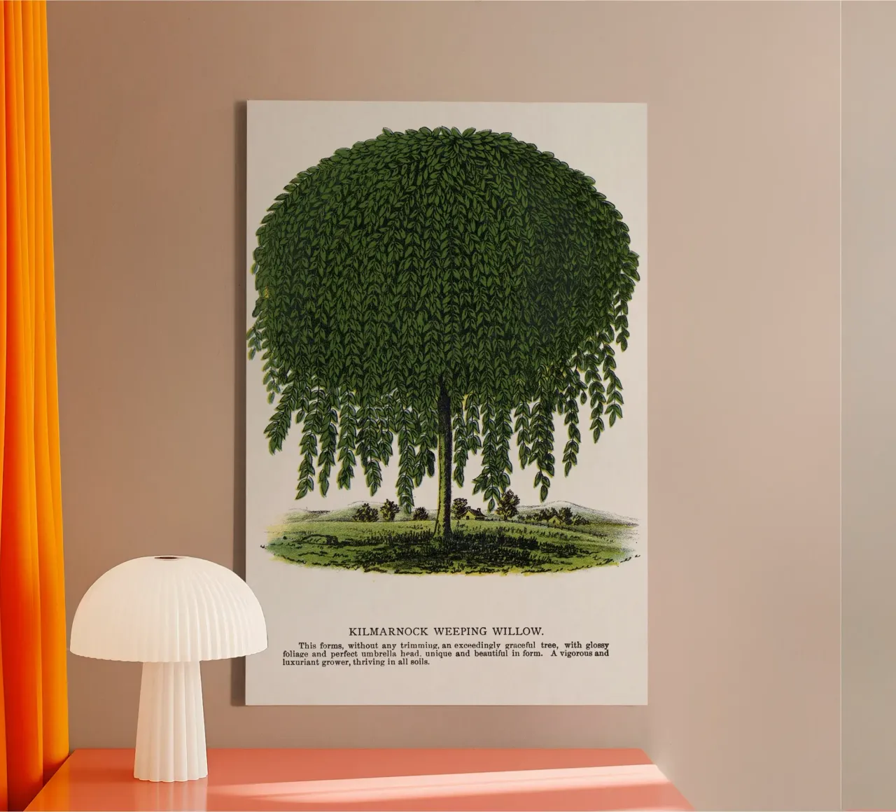 Kilmarnock Weeping Willow tree tela da vintageshop