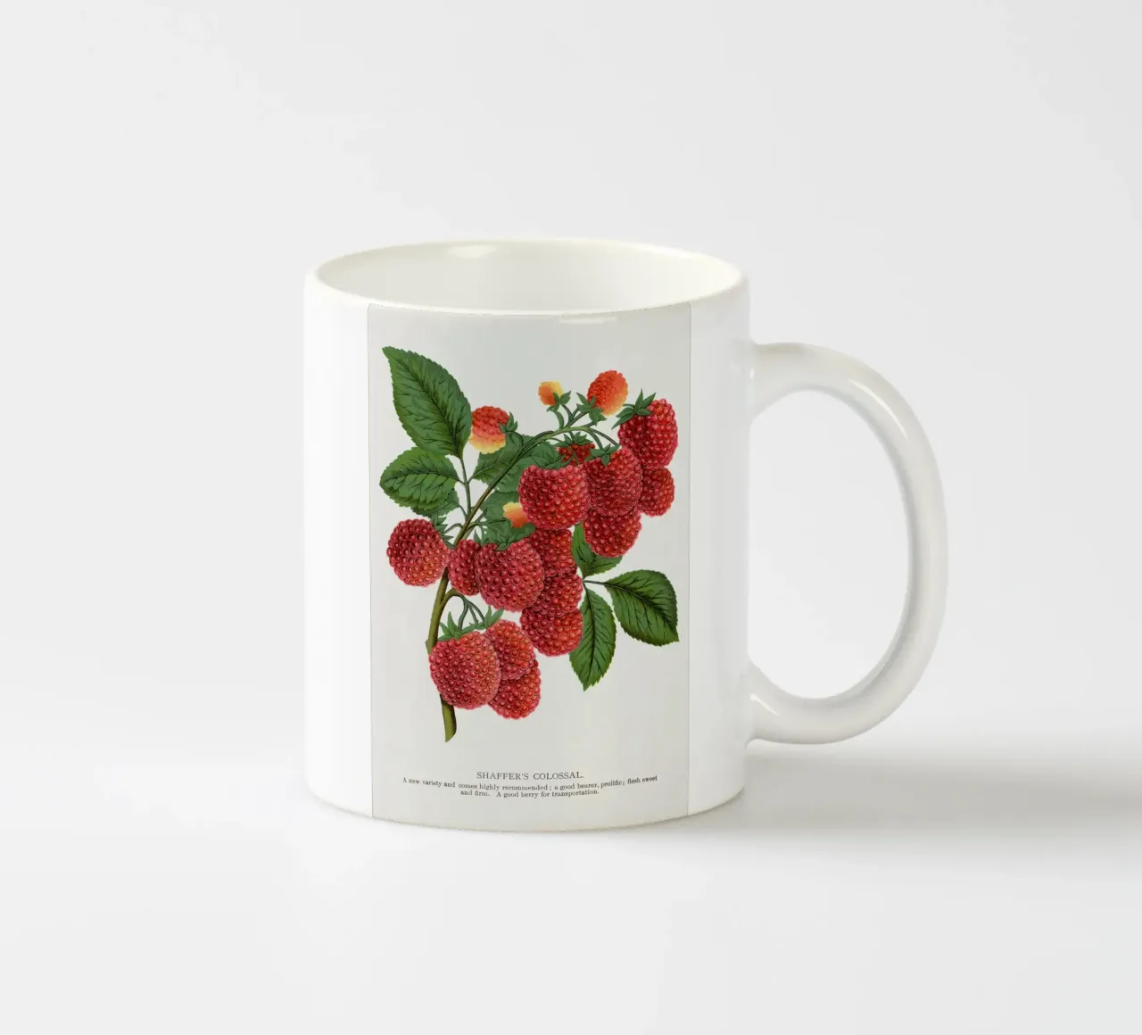 Shaffer's Colossal tazza in ceramica da vintageshop