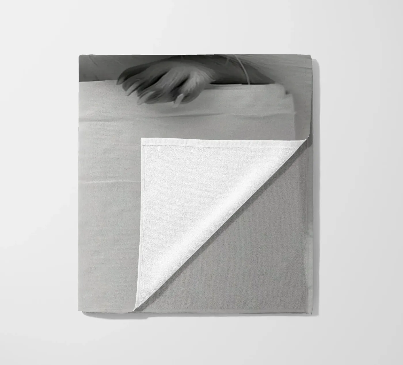 Riccio telo mare da animals_studio