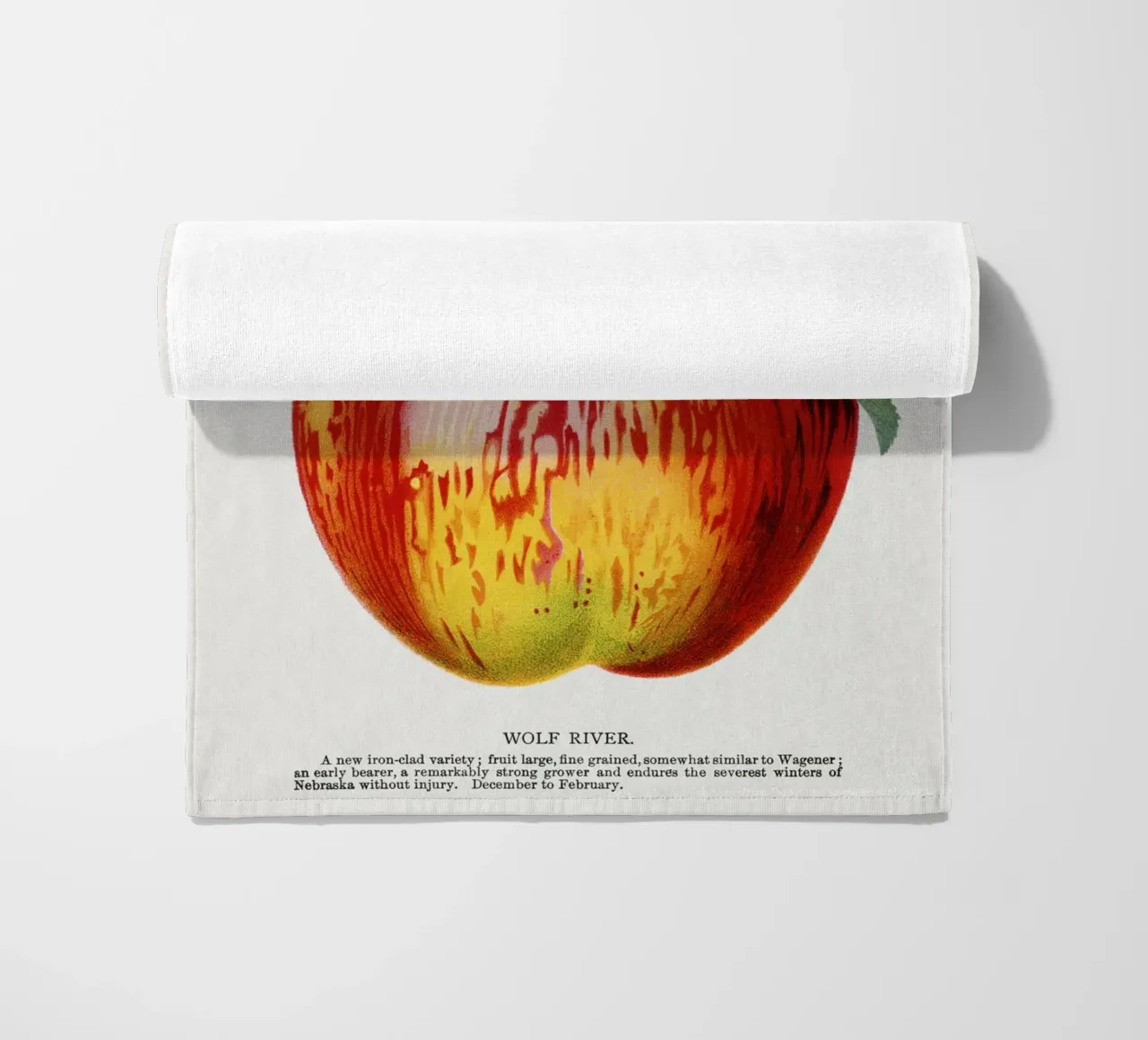 Wolf River apple telo mare da vintageshop