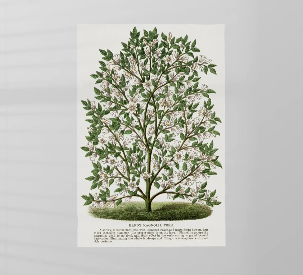 Hardy Magnolia tree pellicola backlit da vintageshop