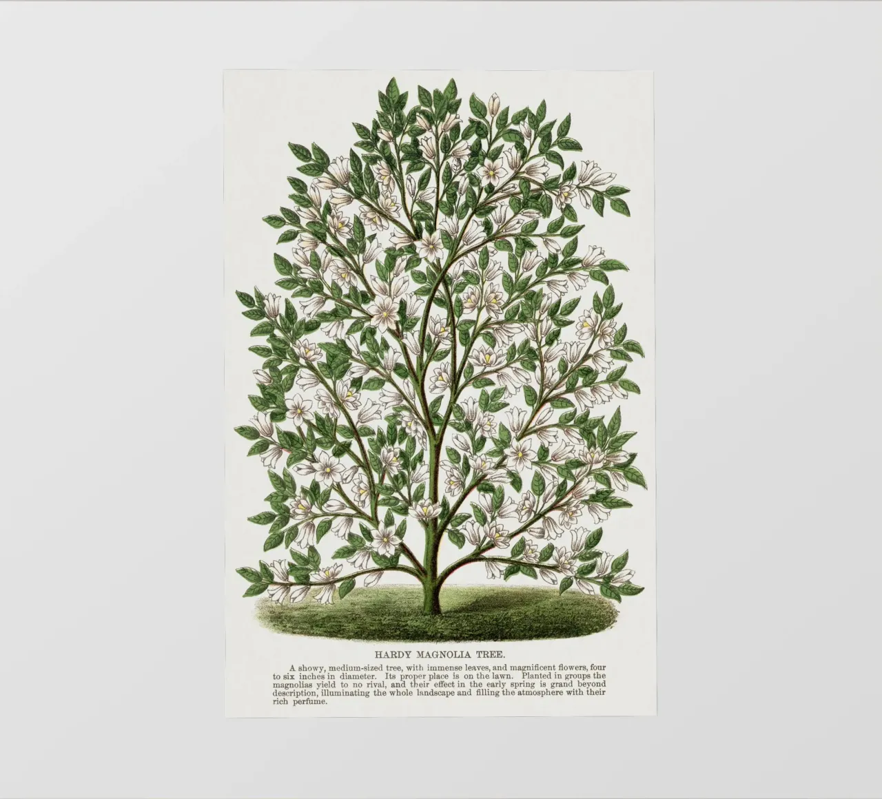 Hardy Magnolia tree pellicola backlit da vintageshop