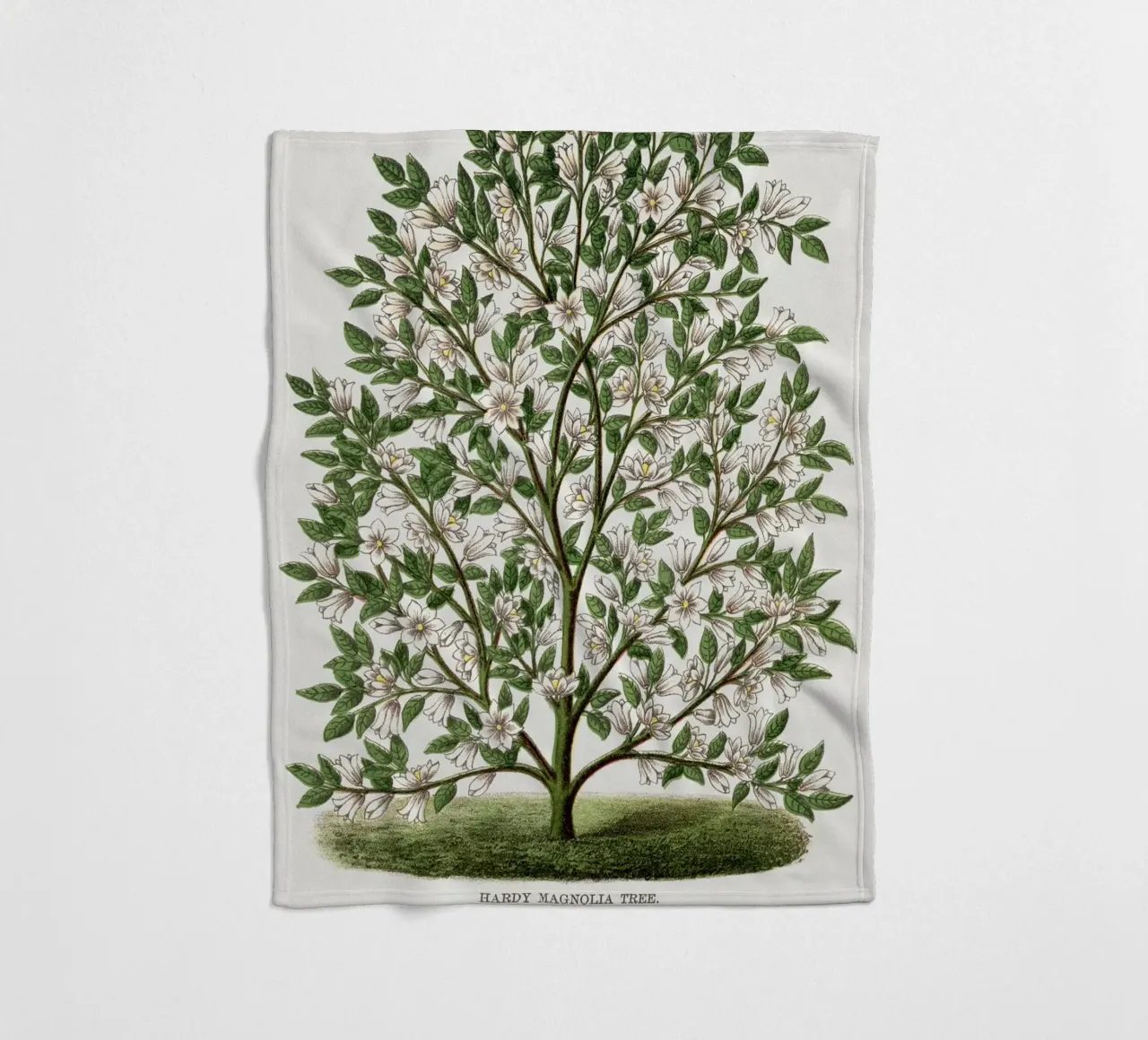 Hardy Magnolia tree coperta in pile da vintageshop