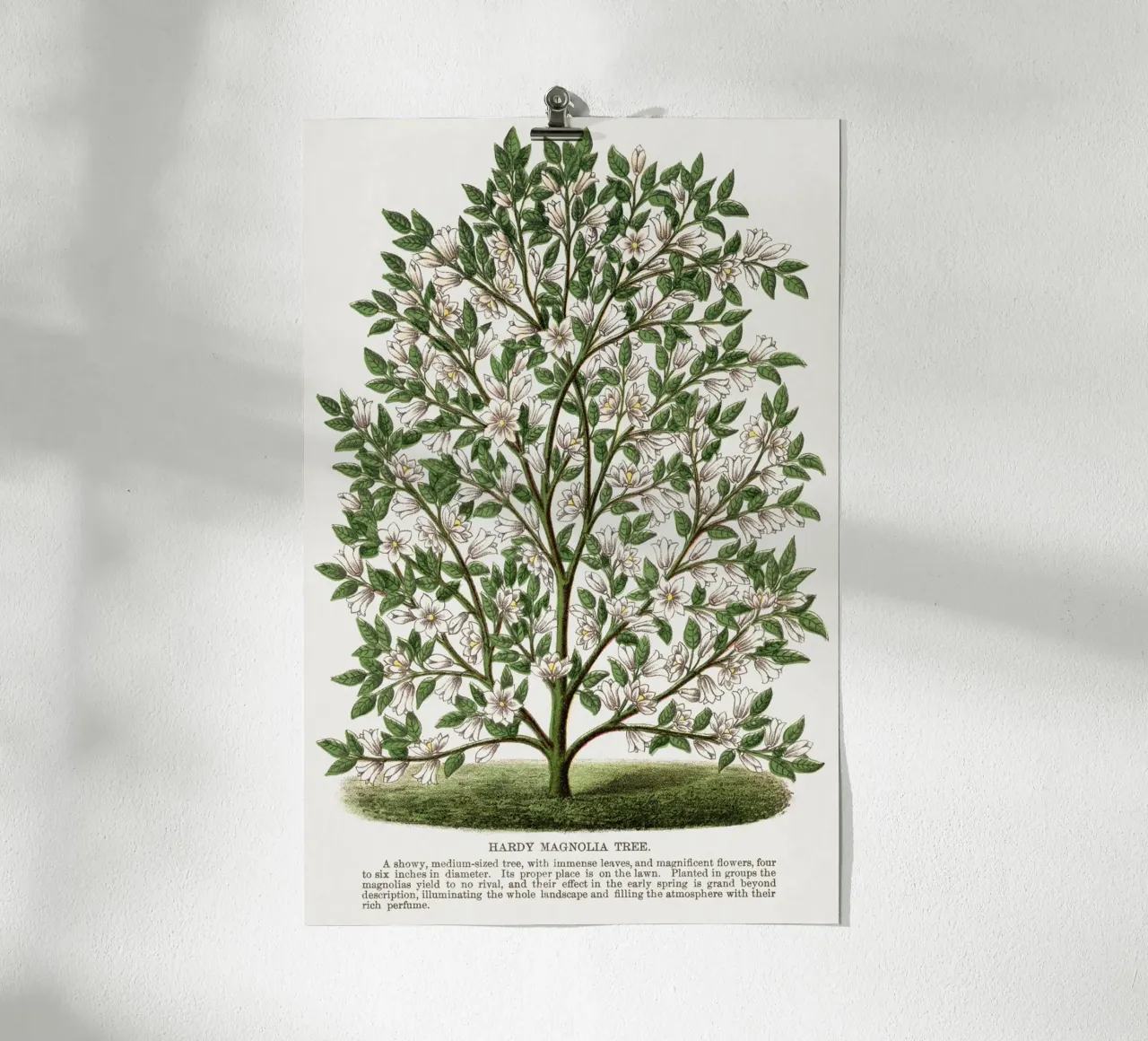 Hardy Magnolia tree carta hahnemühle da vintageshop