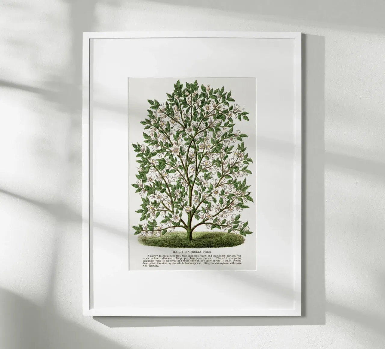 Hardy Magnolia tree carta hahnemühle da vintageshop