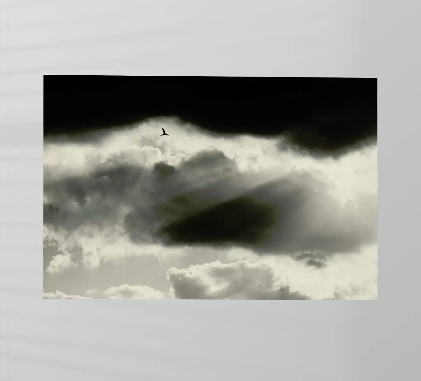 Two backlit folie van Tal Paz-Fridman