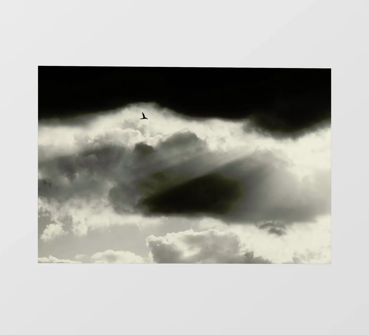 Two backlit folie van Tal Paz-Fridman