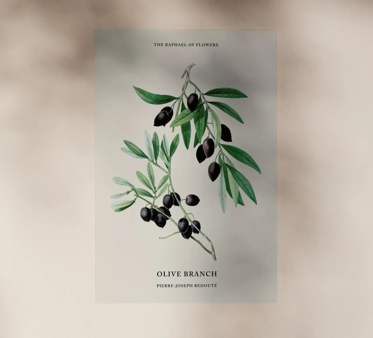 Pierre-Joseph Redouté - Olive Branch pellicola backlit da Vintage by JUNIQE