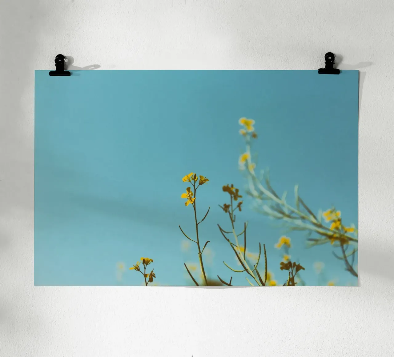 flores claras poster de Bleu