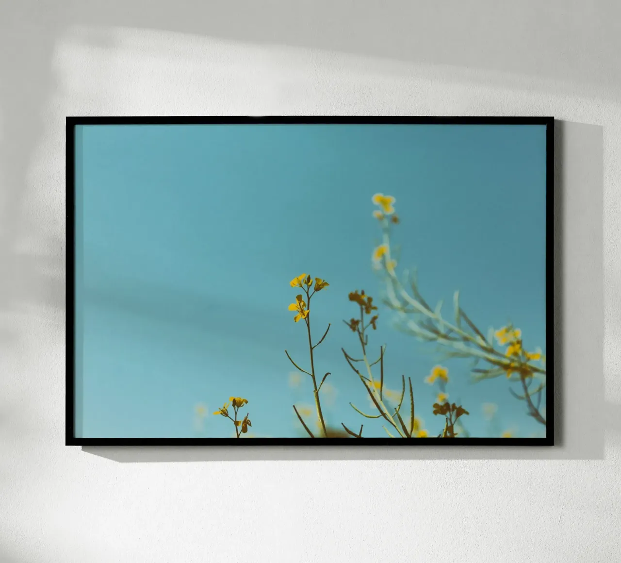 flores claras poster de Bleu