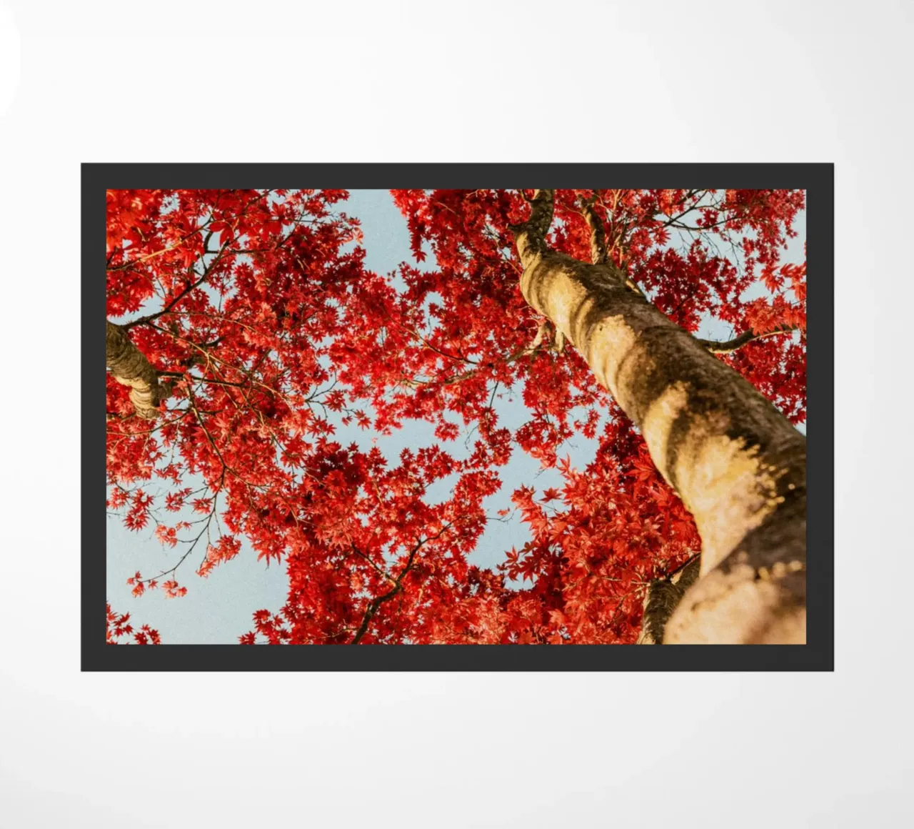 albero foglie rosse zerbino da Earthly Visions