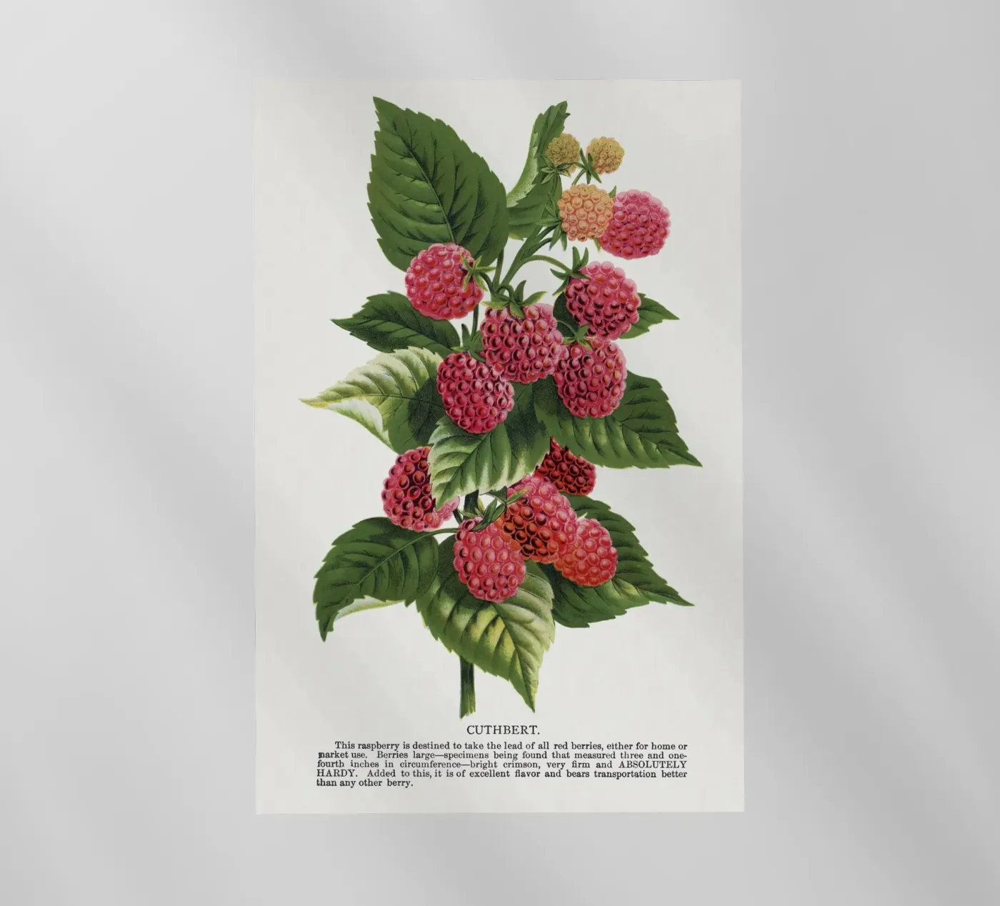 Cuthbert raspberry backlit folie van vintageshop