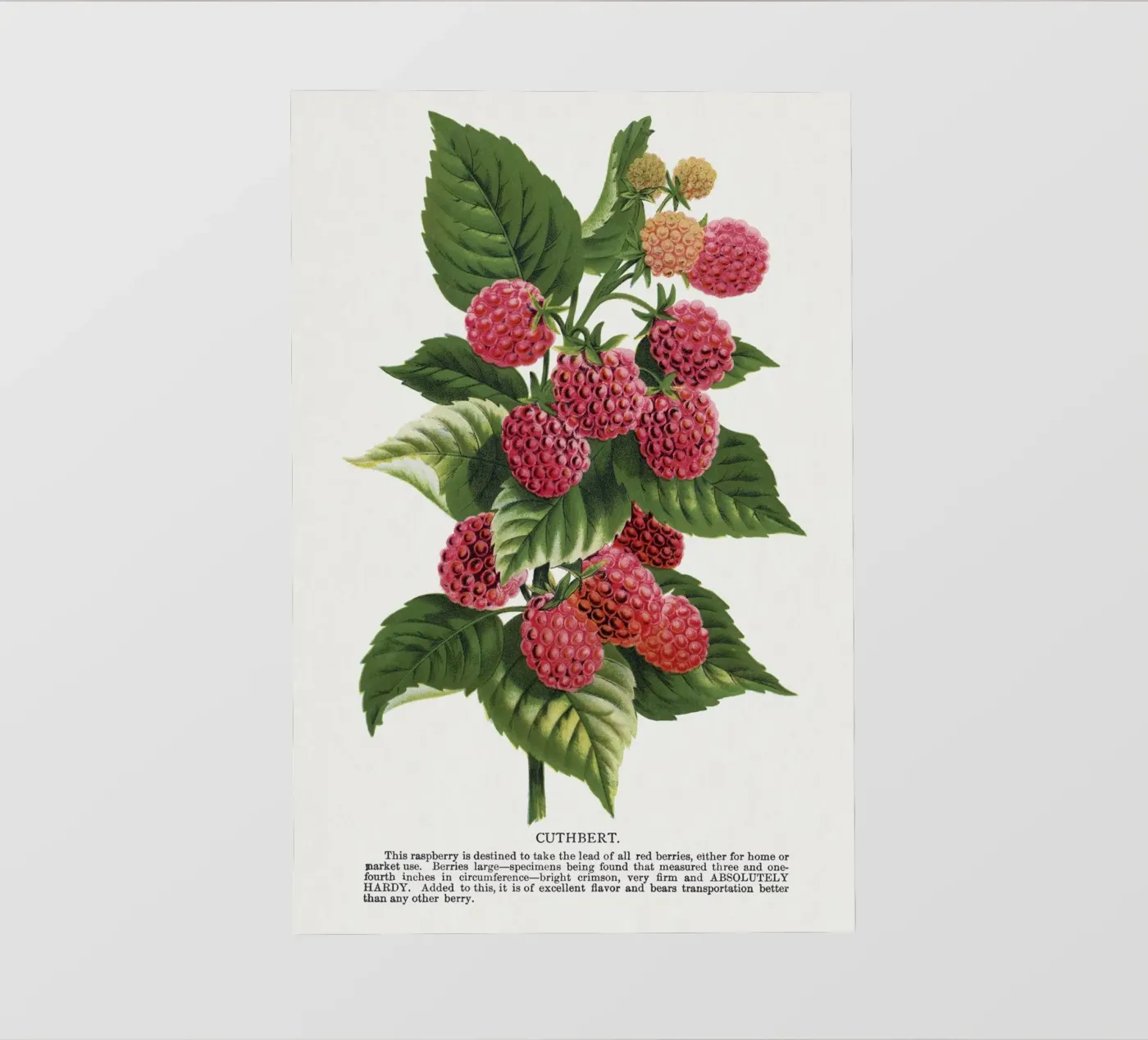 Cuthbert raspberry backlit folie van vintageshop