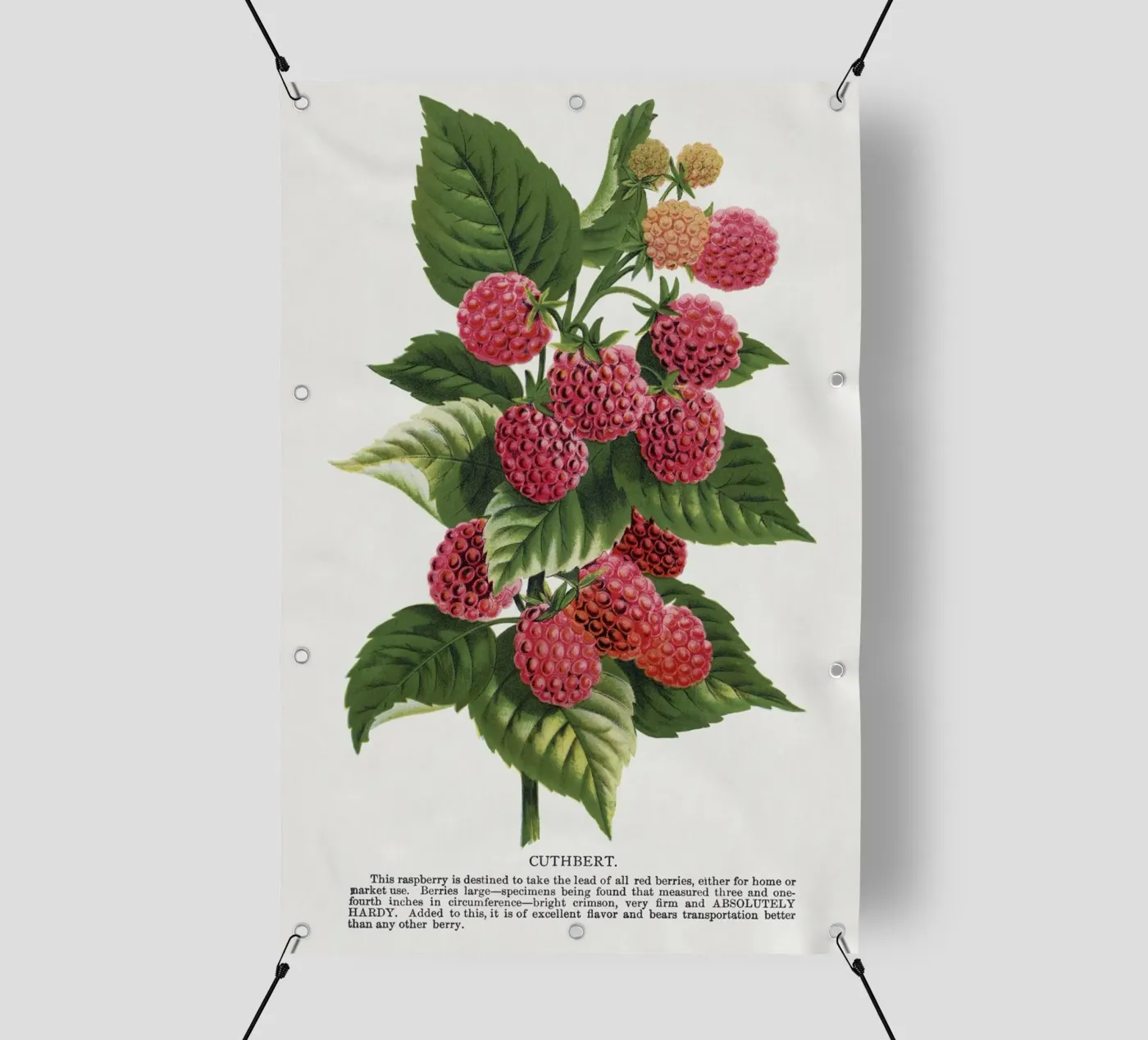 Cuthbert raspberry PVC Plane von vintageshop