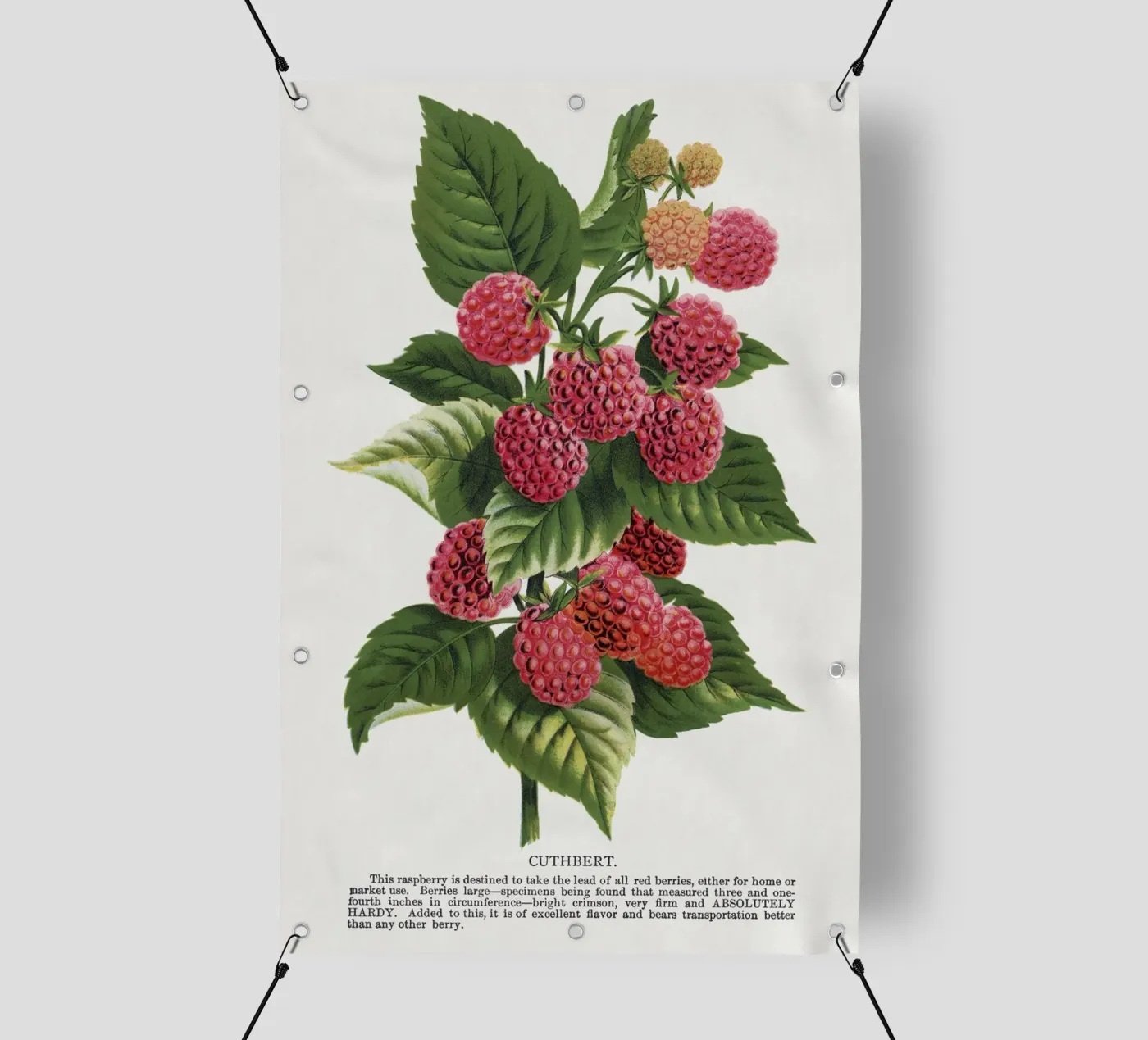 Cuthbert raspberry PVC Plane von vintageshop