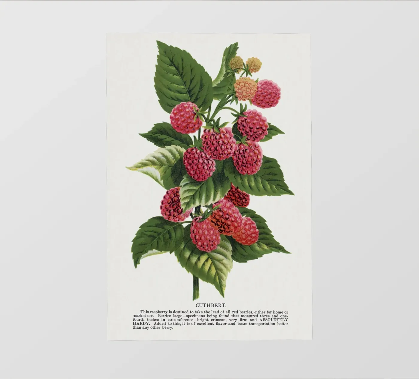 Cuthbert raspberry PVC Plane von vintageshop