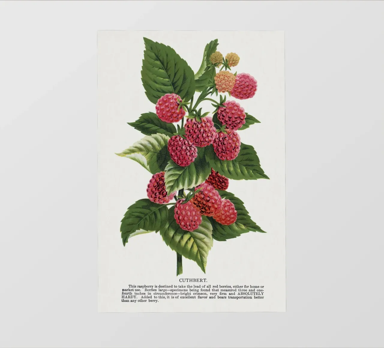 Cuthbert raspberry telo in pvc da vintageshop