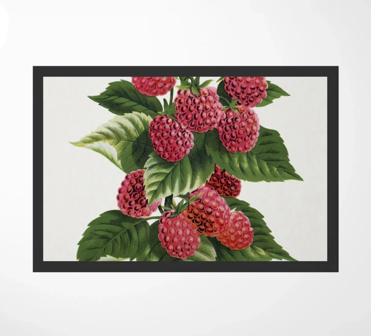 Cuthbert raspberry zerbino da vintageshop