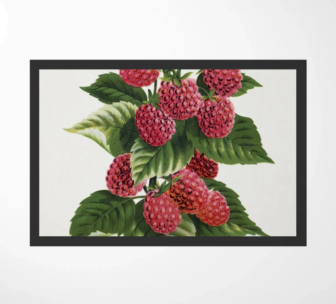 Cuthbert raspberry zerbino da vintageshop